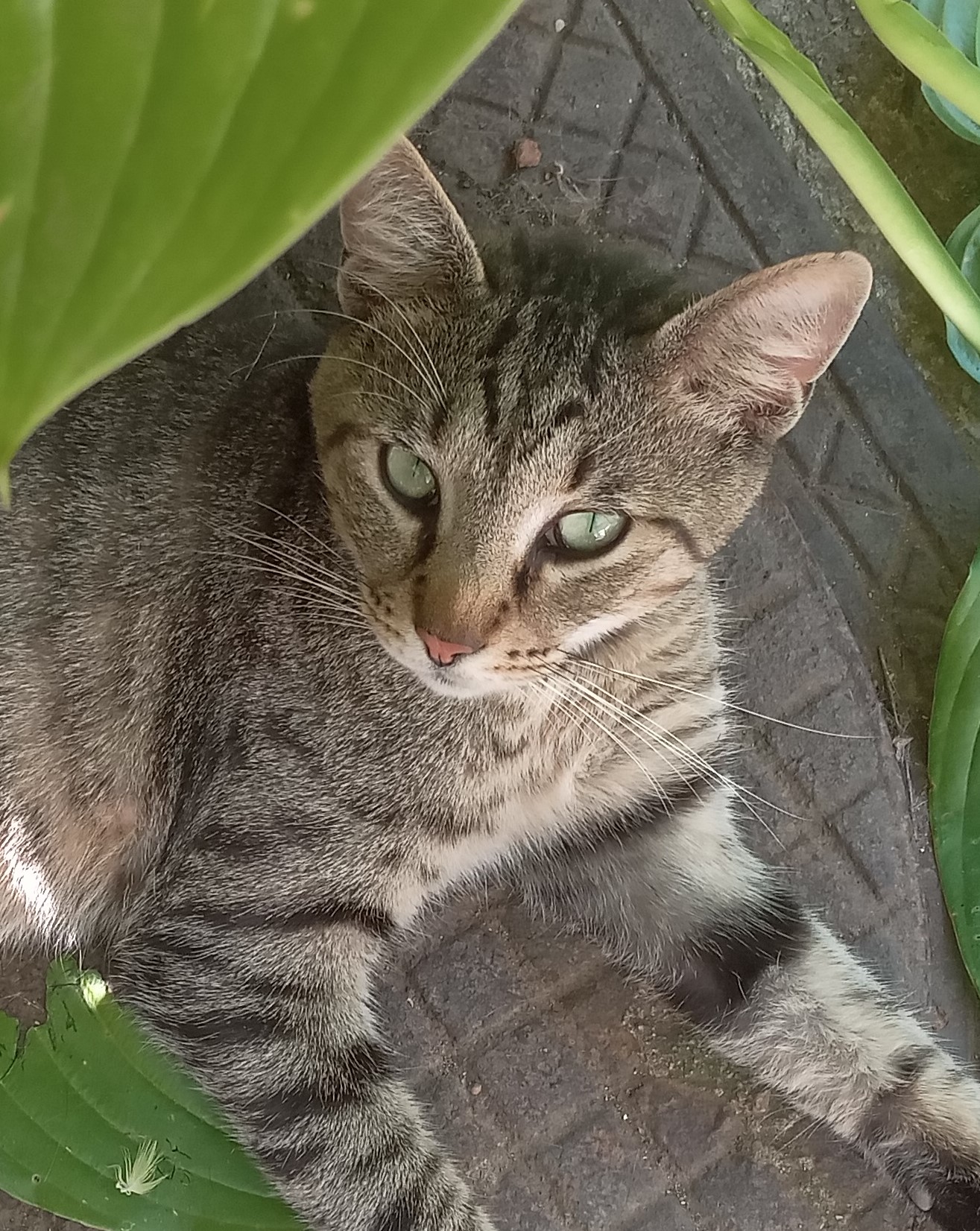 Momo, aventurierul care vrea sa se aseze la casa lui