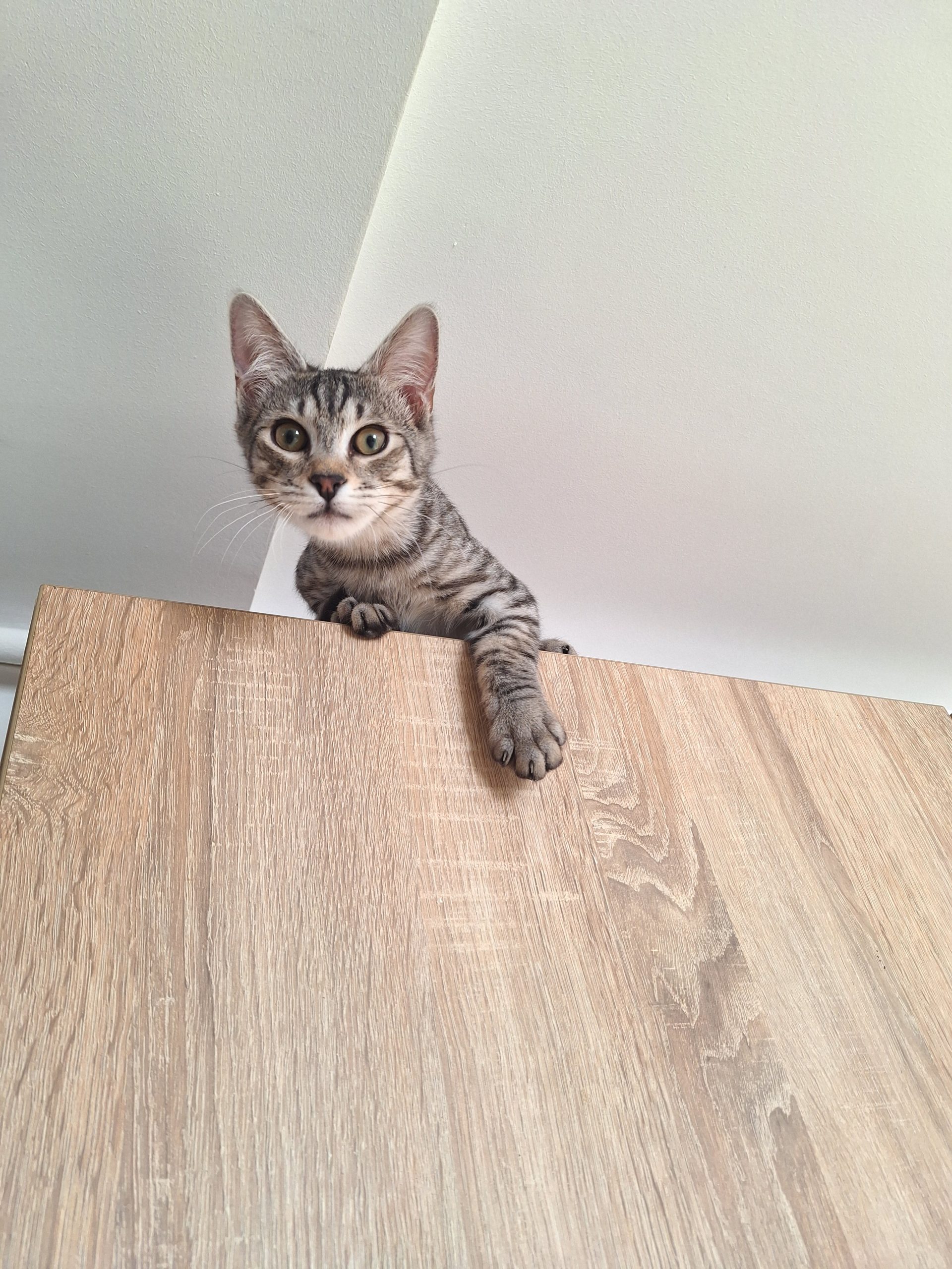 Băiețel pentru adopție