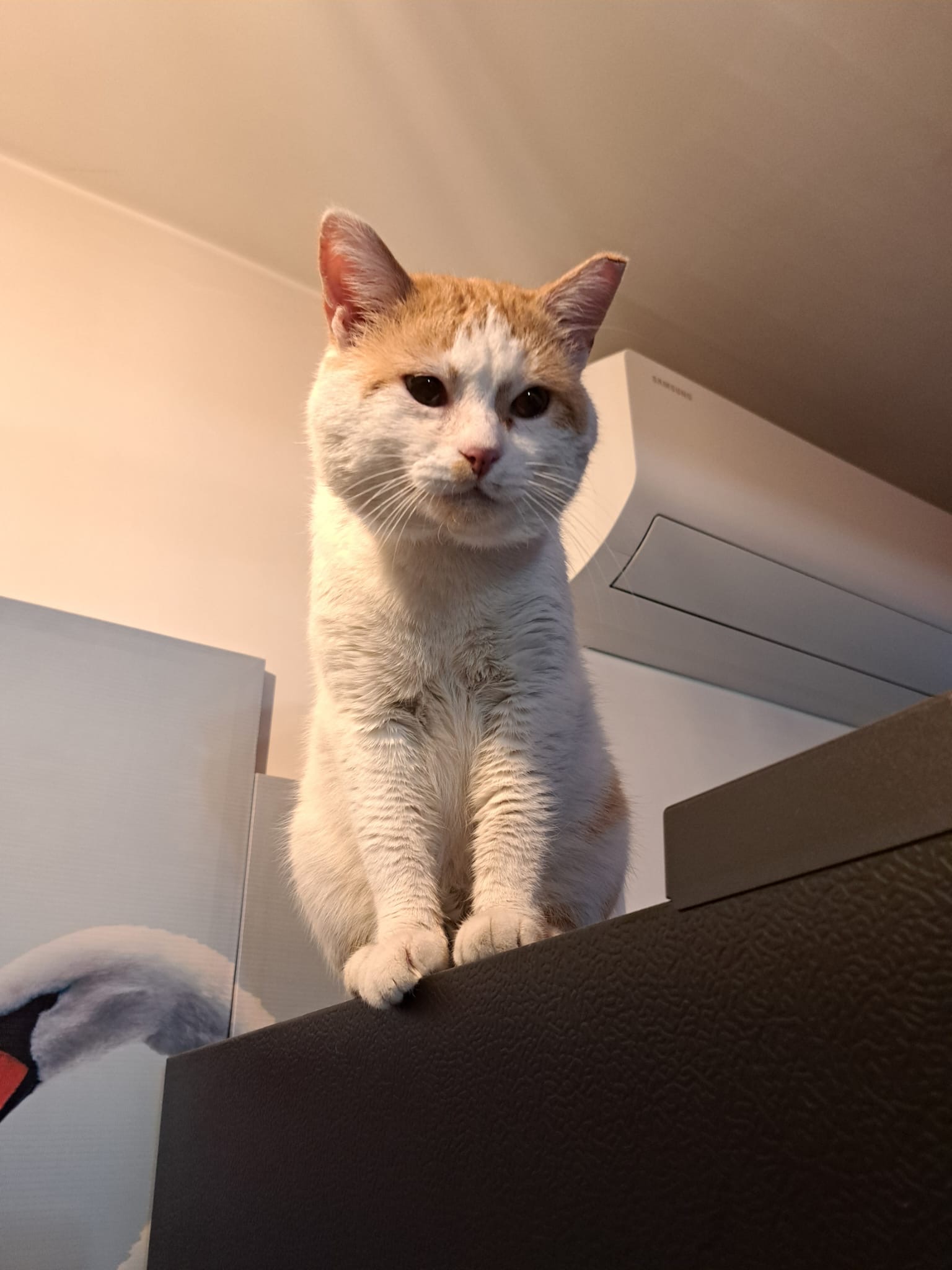 Minunatul Tobi😺