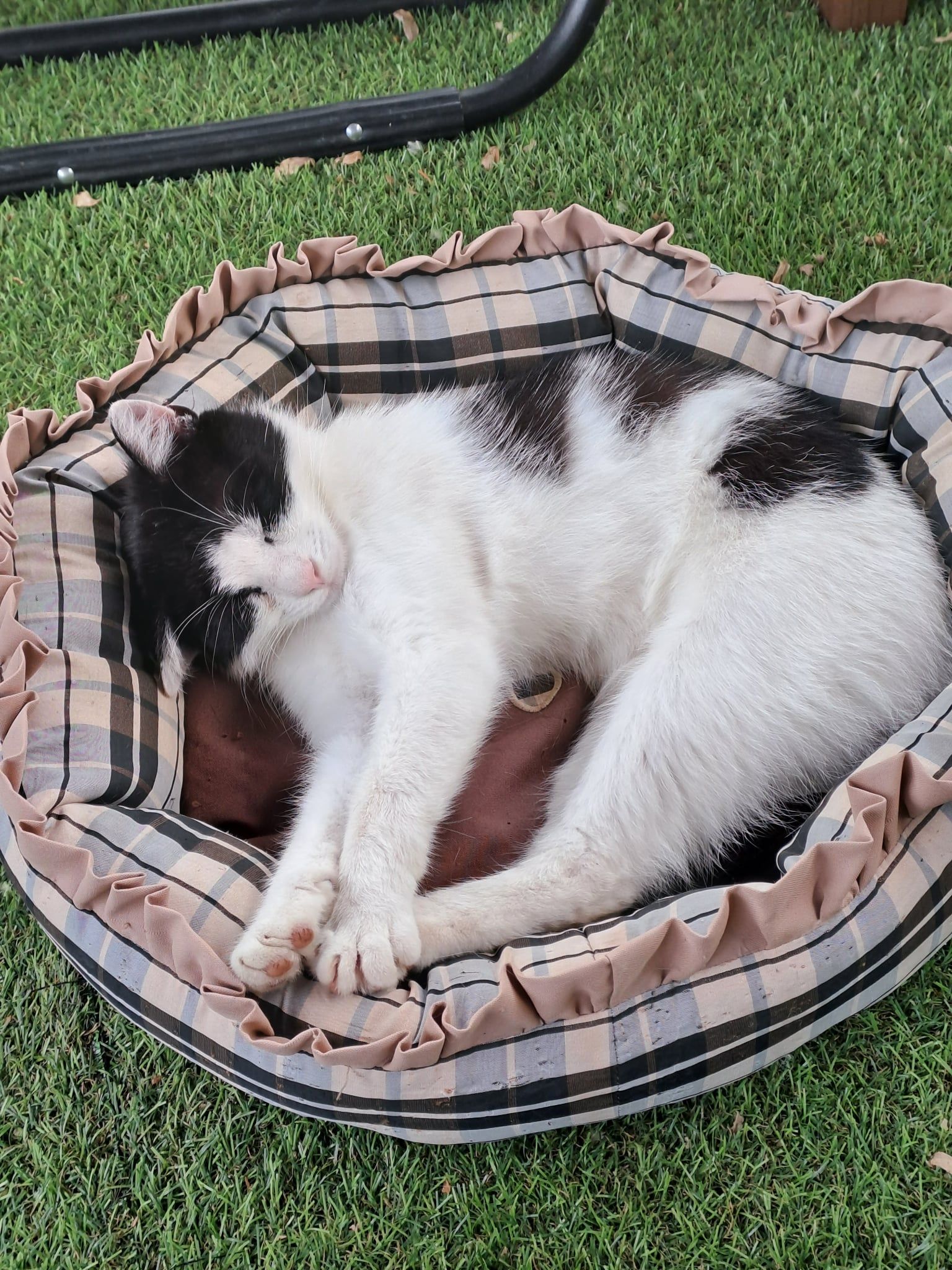 Miti spre Adopție
