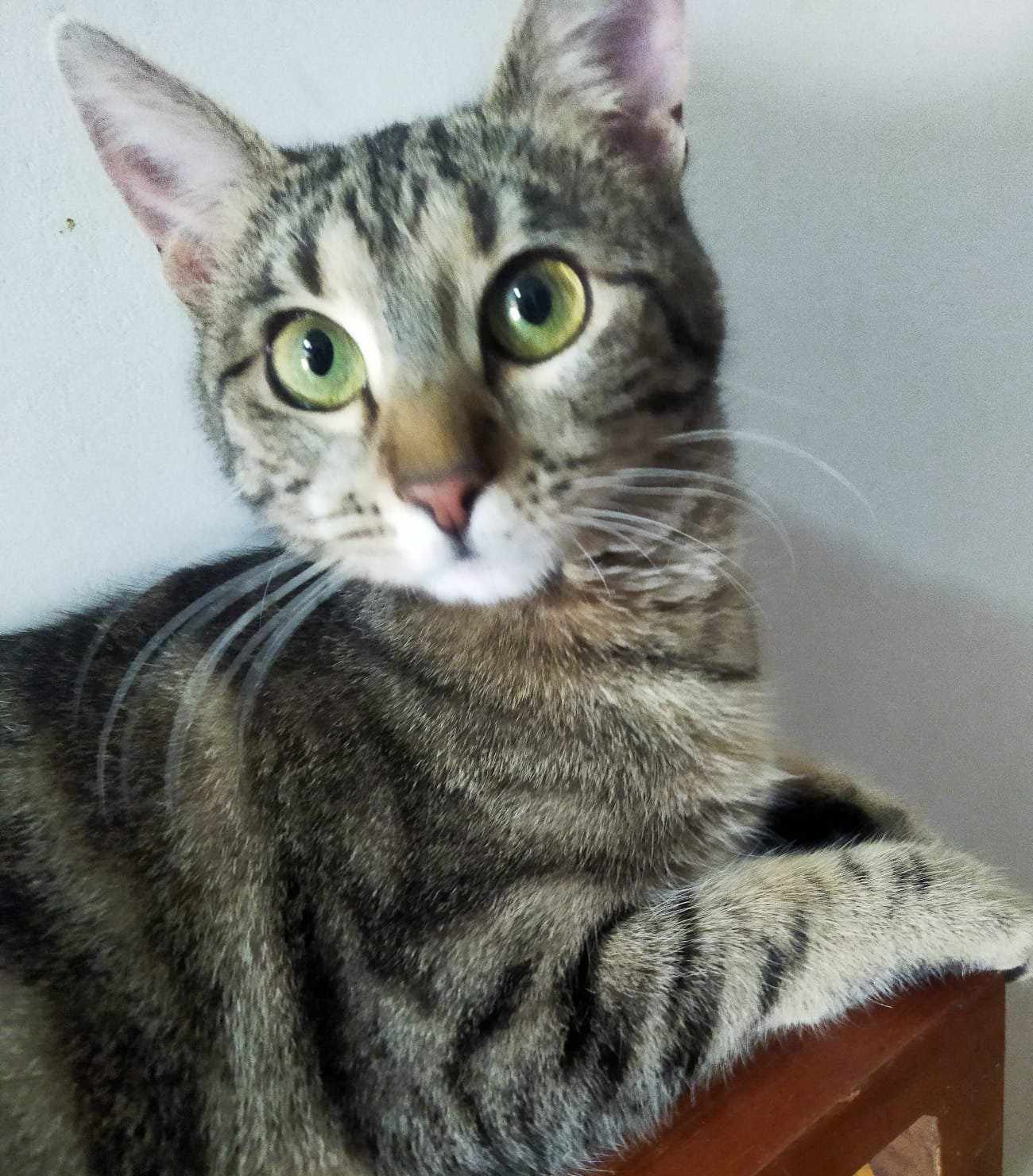 Dori