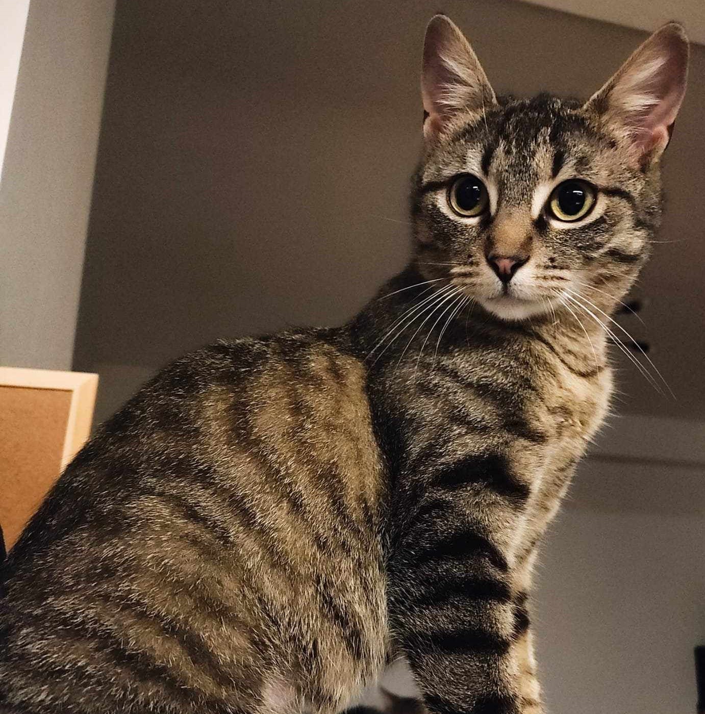 Missy