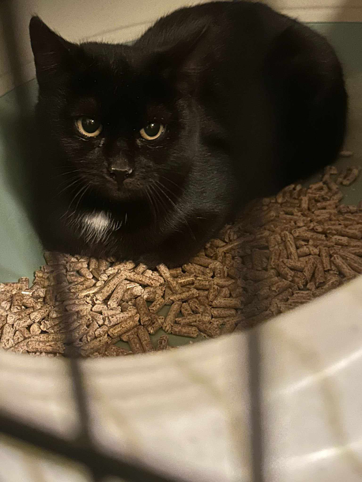 Willow