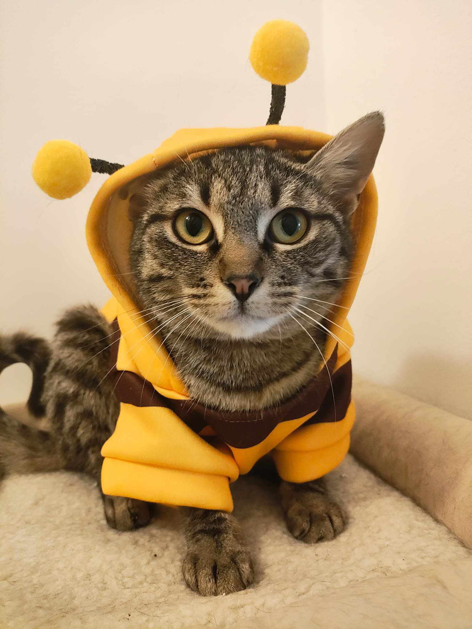 Kitty