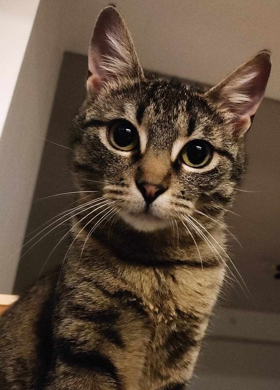 Missy