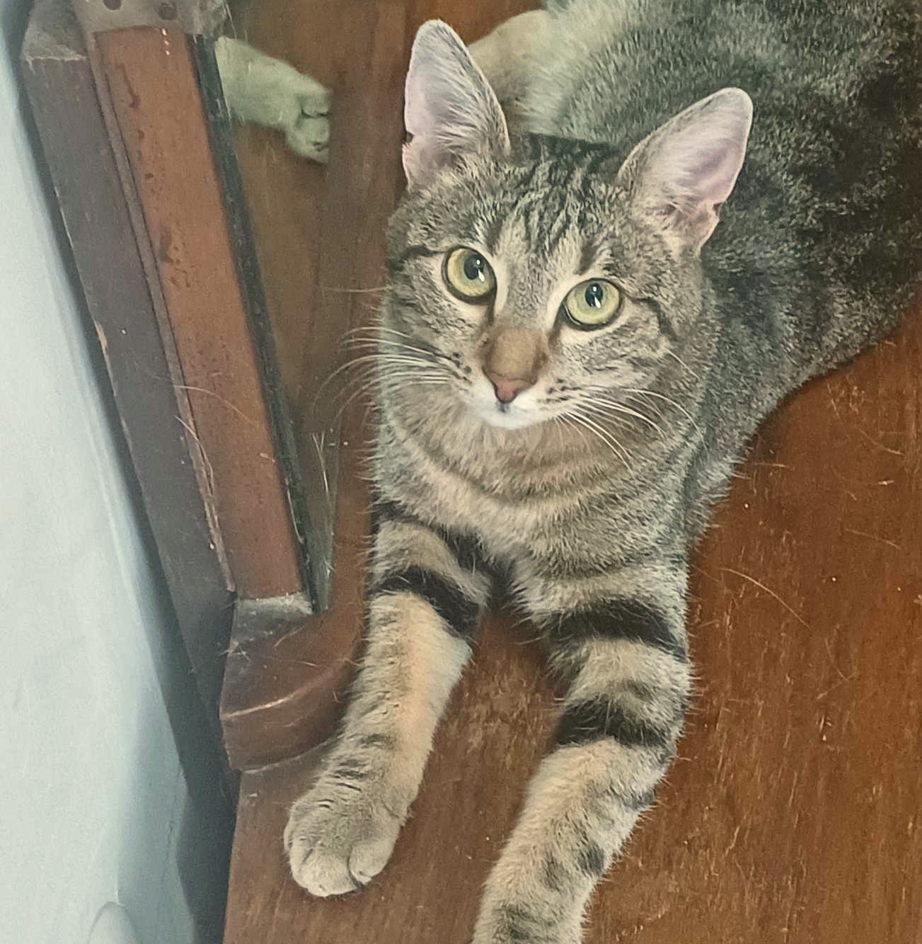 Lola