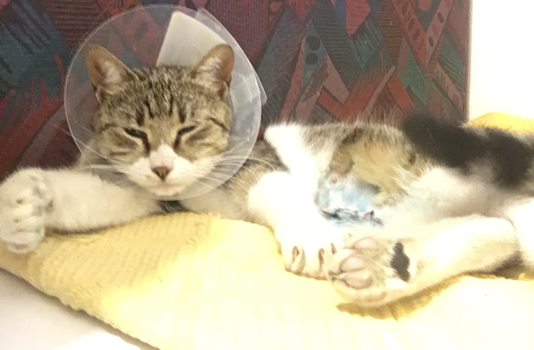 Bebelina isi doreste un stapin