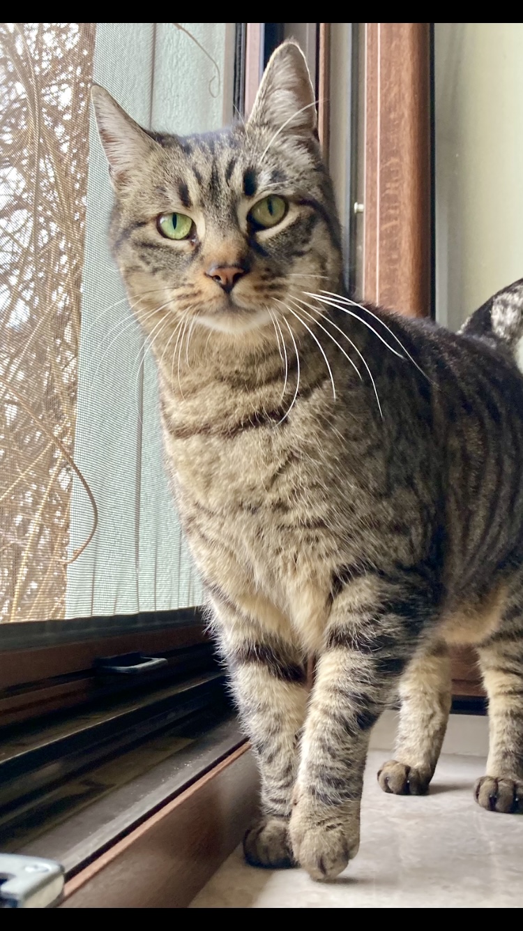 Miti cea cuminte si frumoasa pentru adoptie