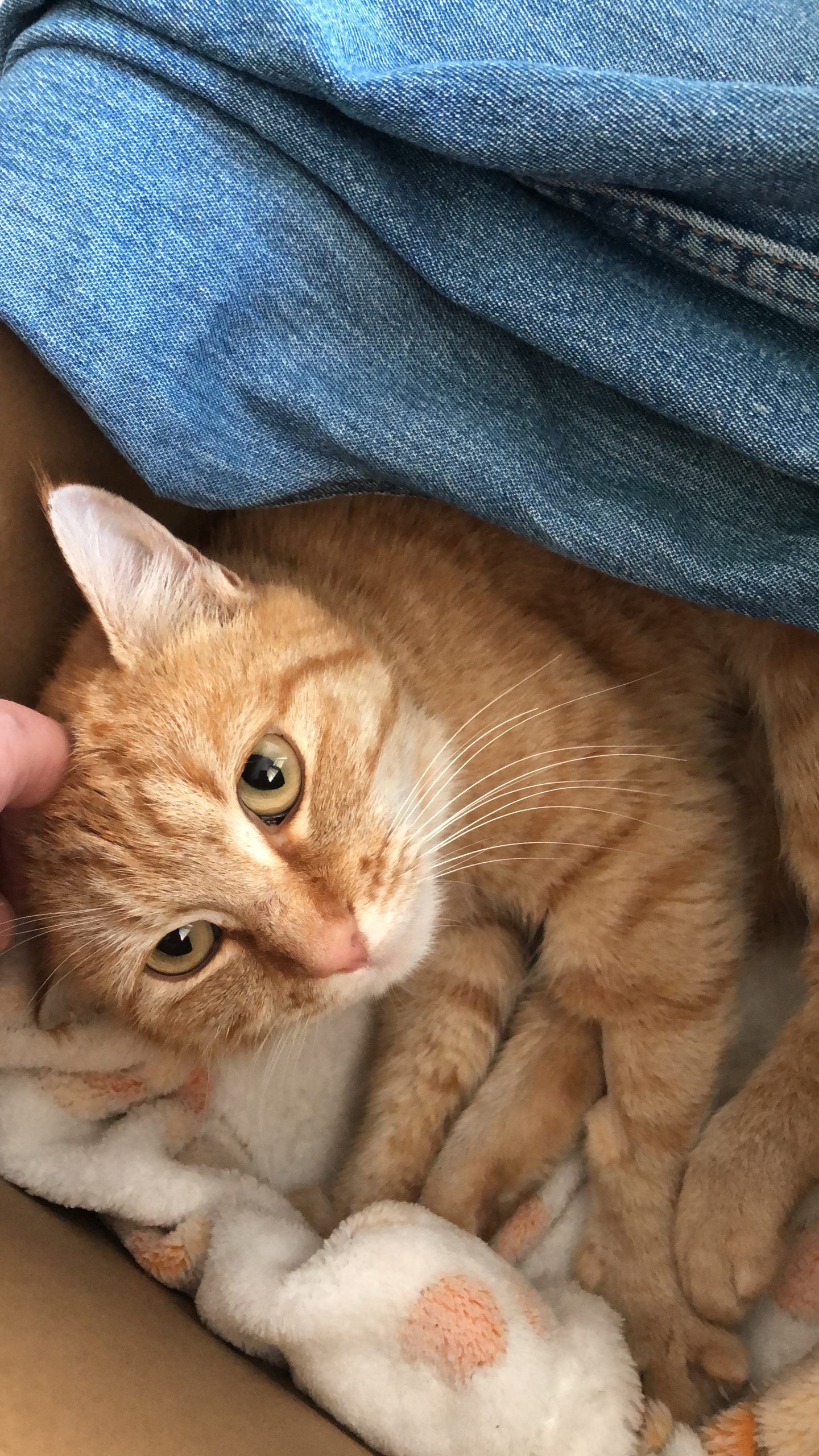 Ginger