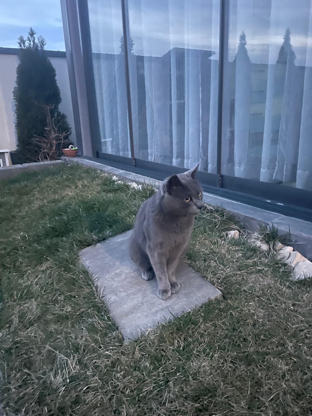 Ofer spre adoptie pisoi sterilizat, varsa 2 ani si jumatate