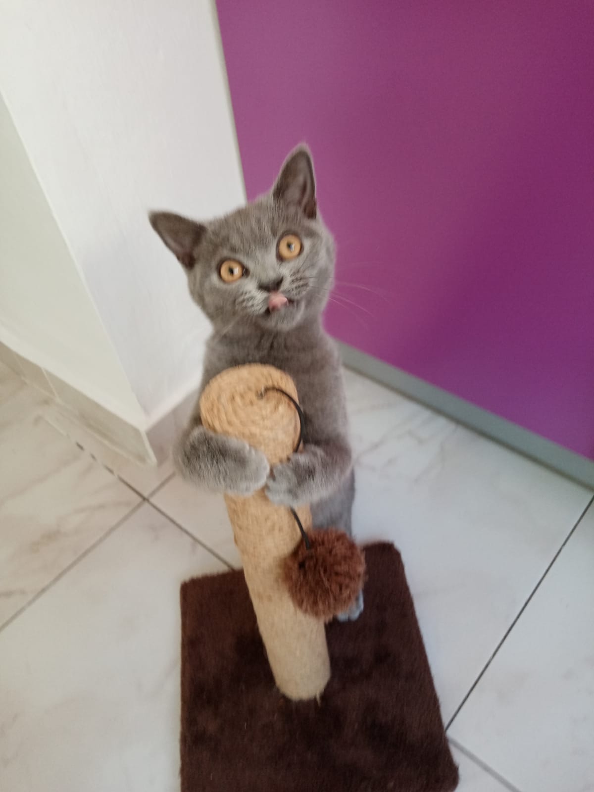 British Shorthair-Luna