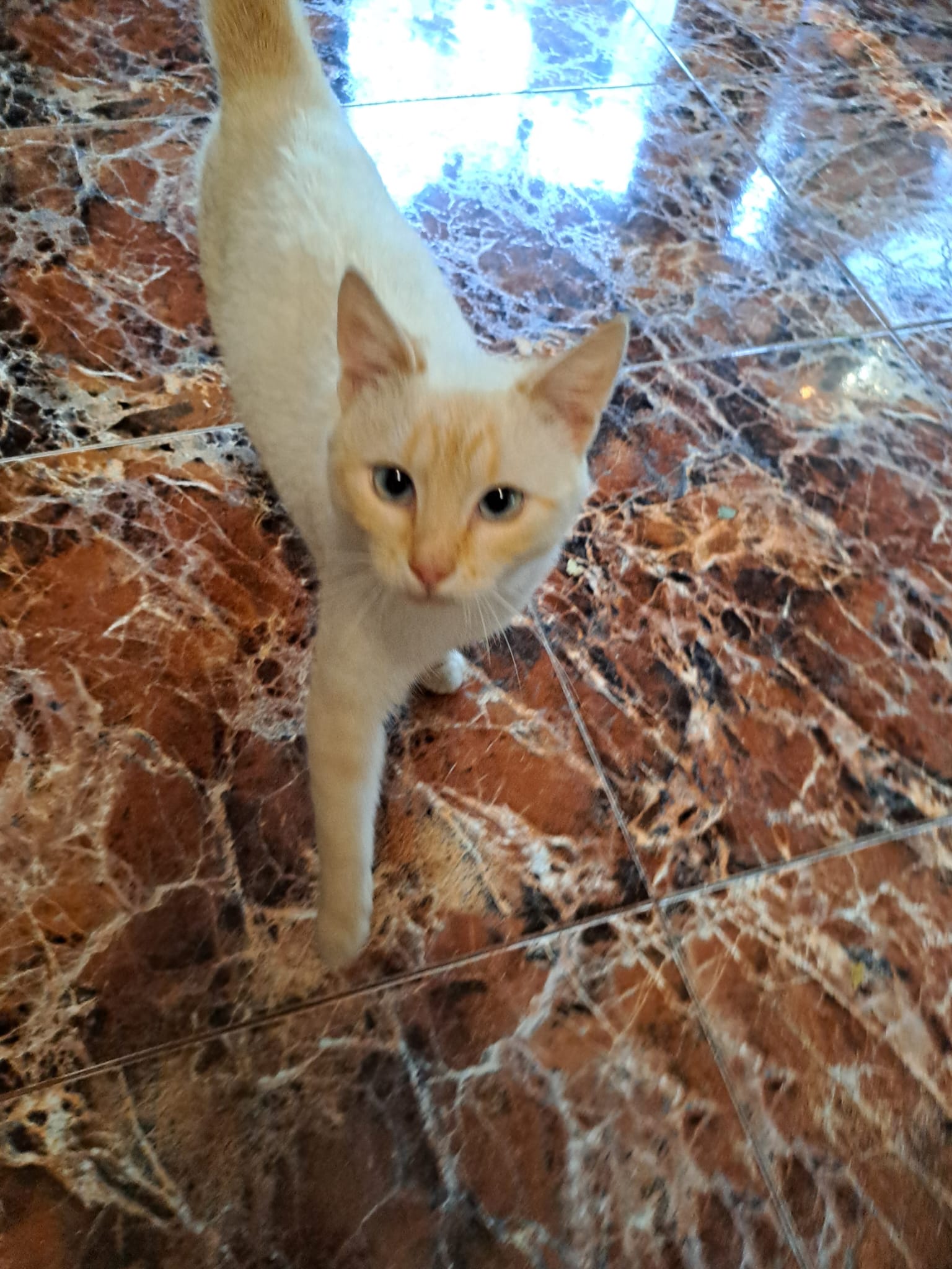 URGENT adoptie motanel prietenos
