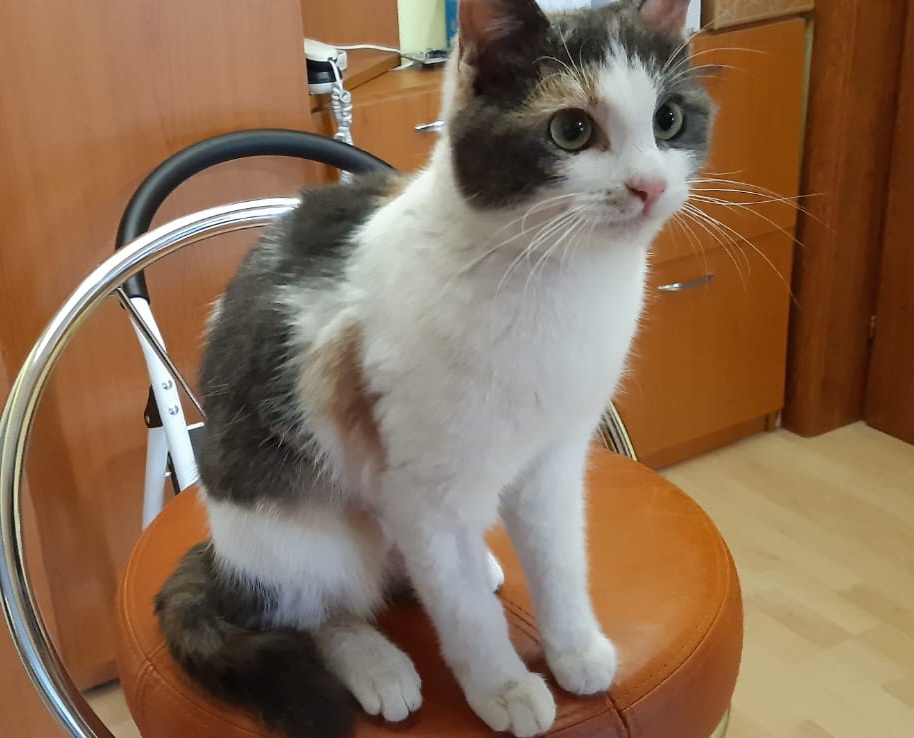 Pisicuță finuță pentru adopție responsabilă