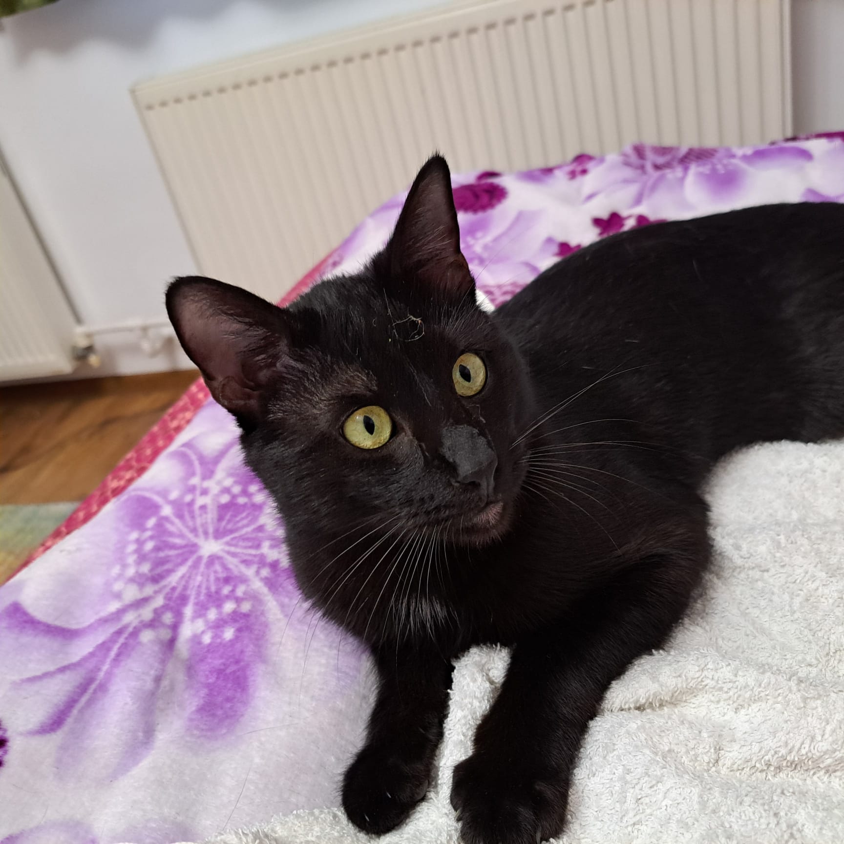 Baietel Pantera cauta urgent familie