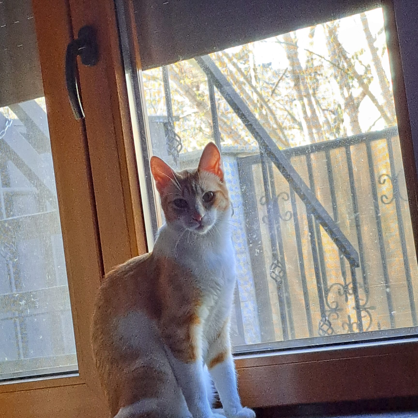 Porto cauta URGENT familie