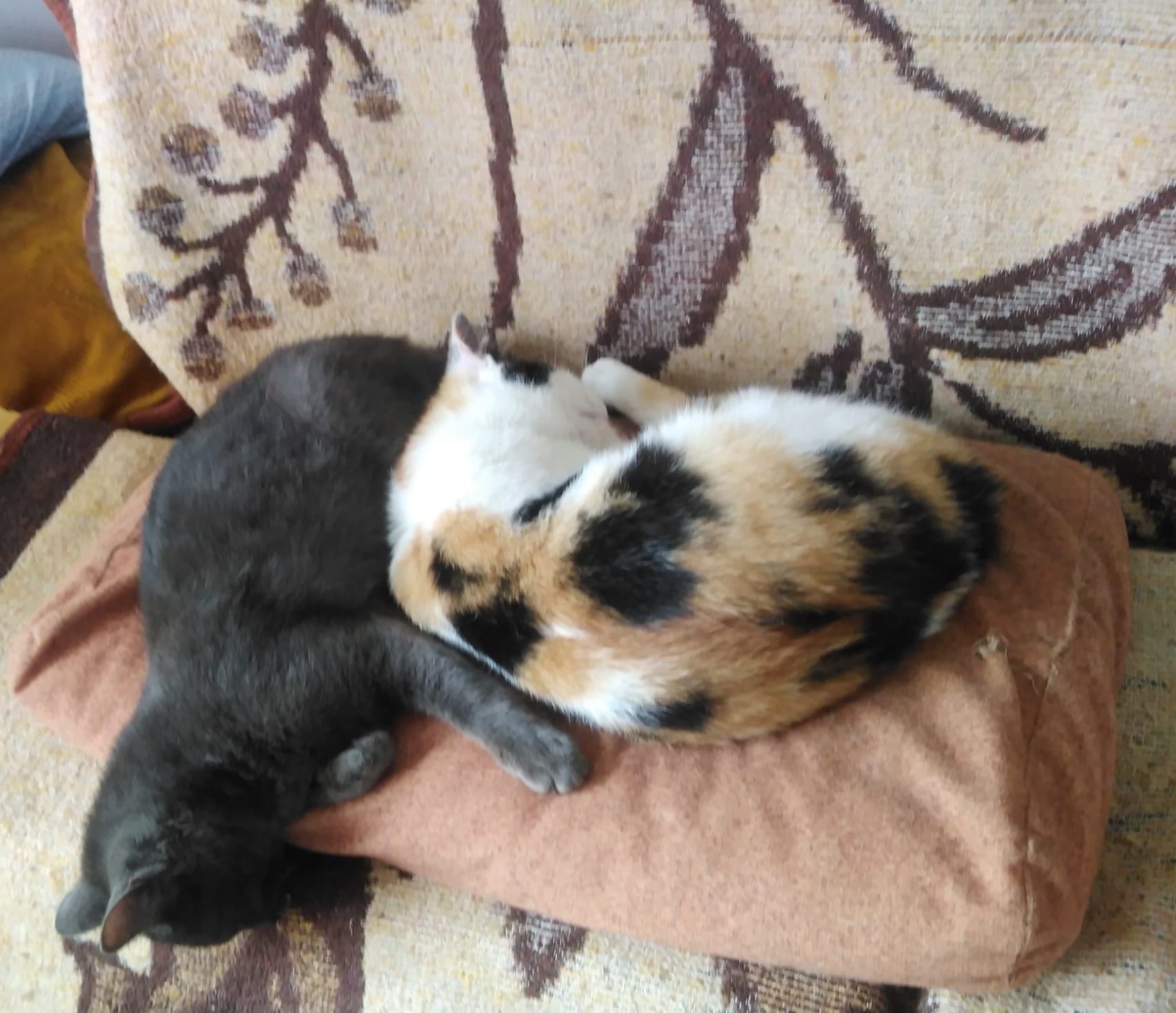 Pisicuta 7 luni gri + pisicuta calico