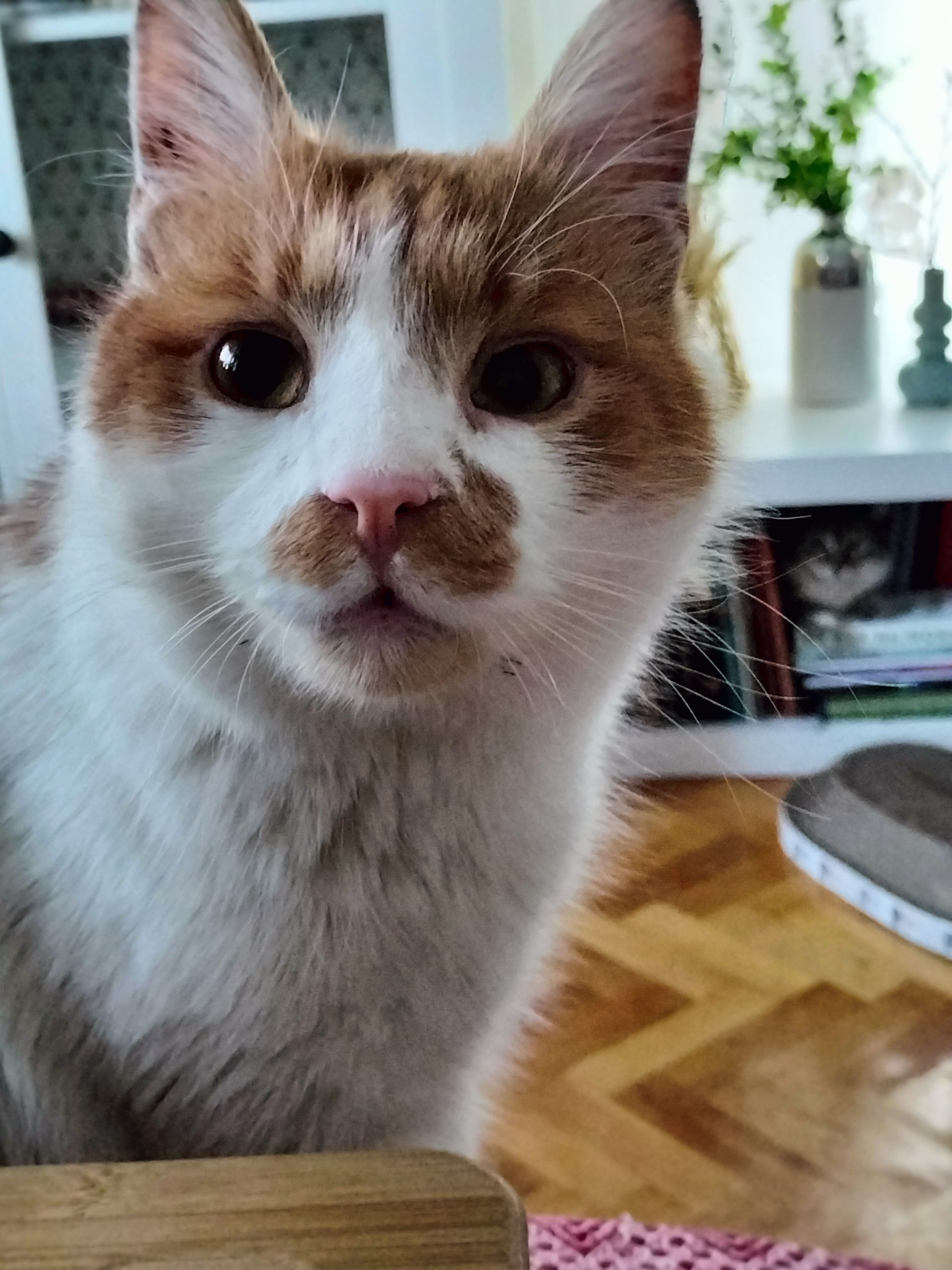 Motănelul Ginger își caută familie