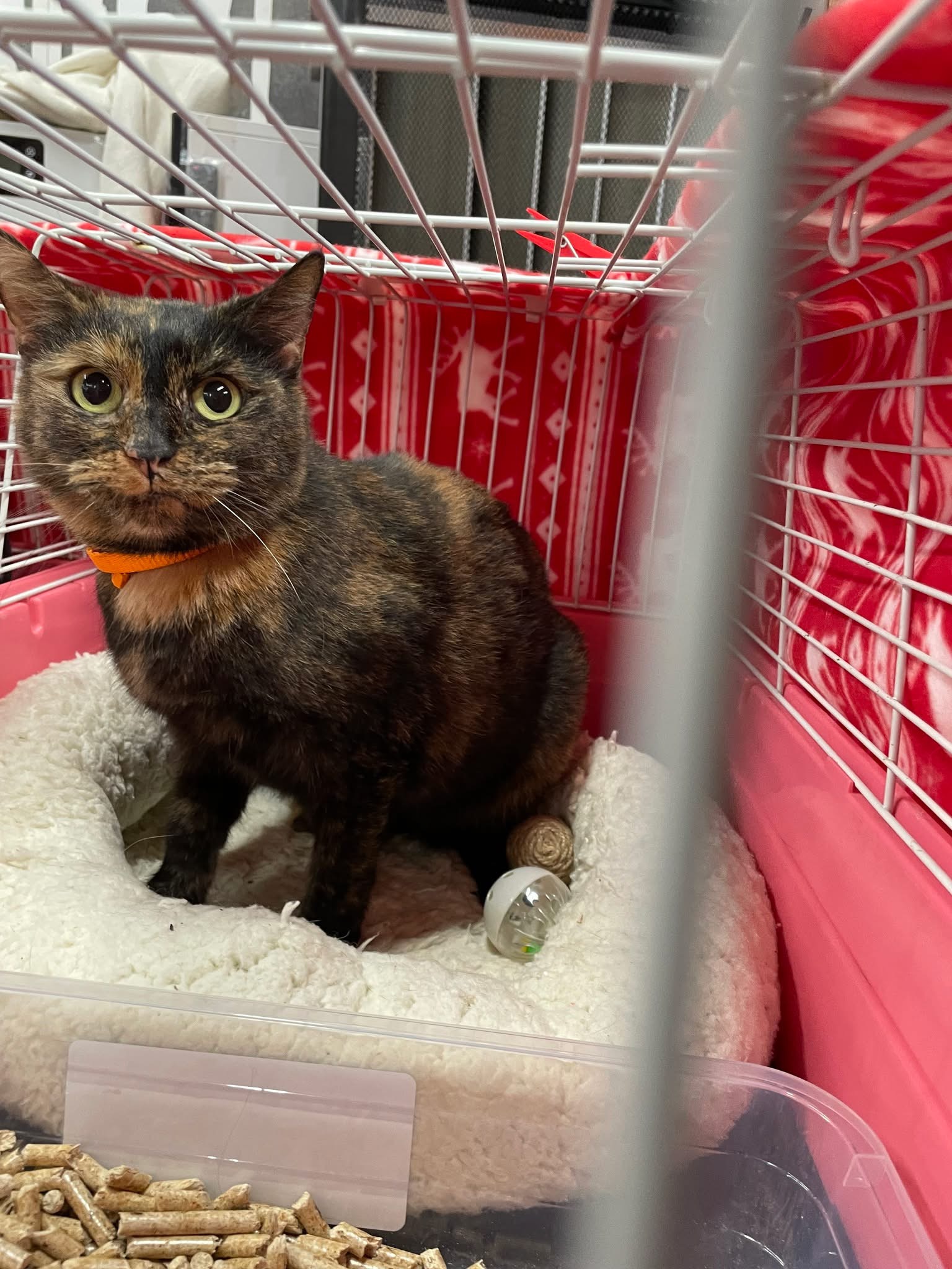 Adoptie Pisicuță Kylie