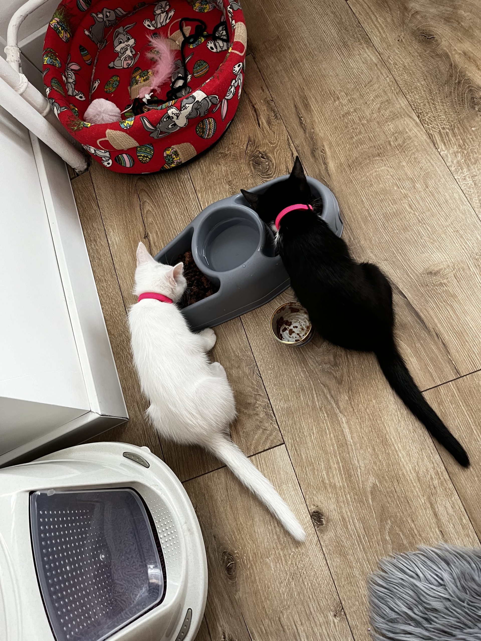 Blacky&Snowy
