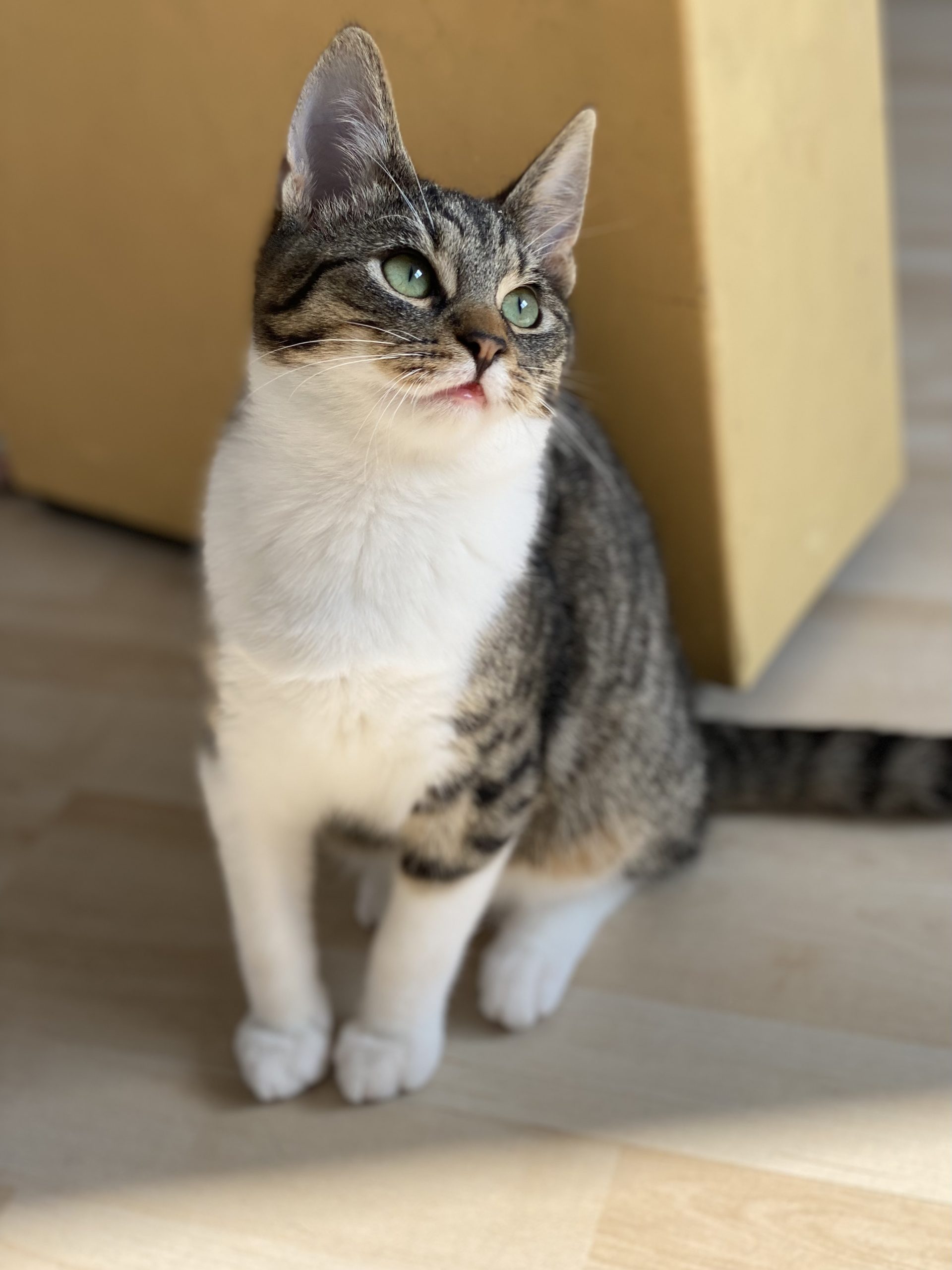 ❤️ Sasha, motănel 6 luni