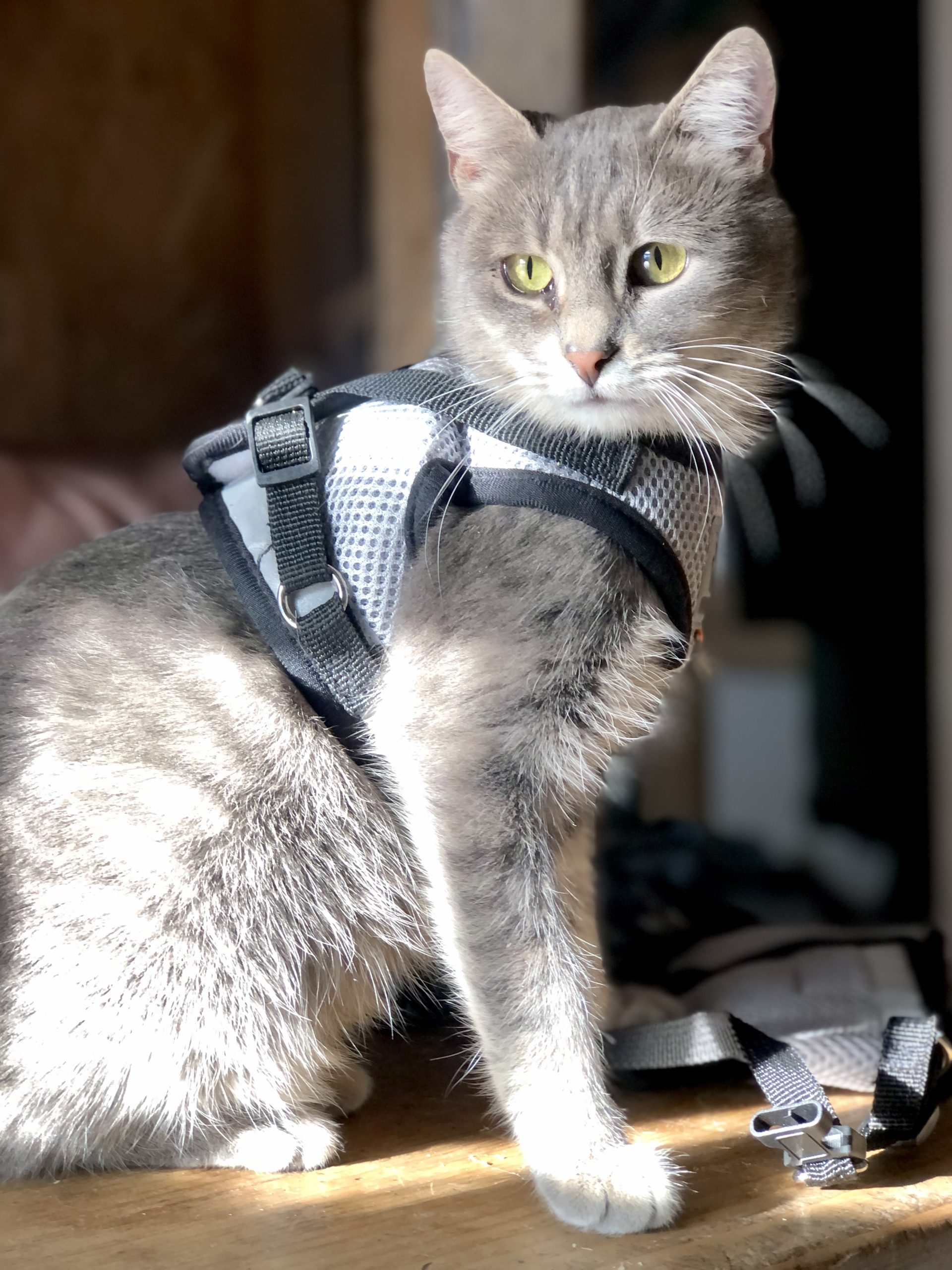 Sugar încă își așteaptă familia