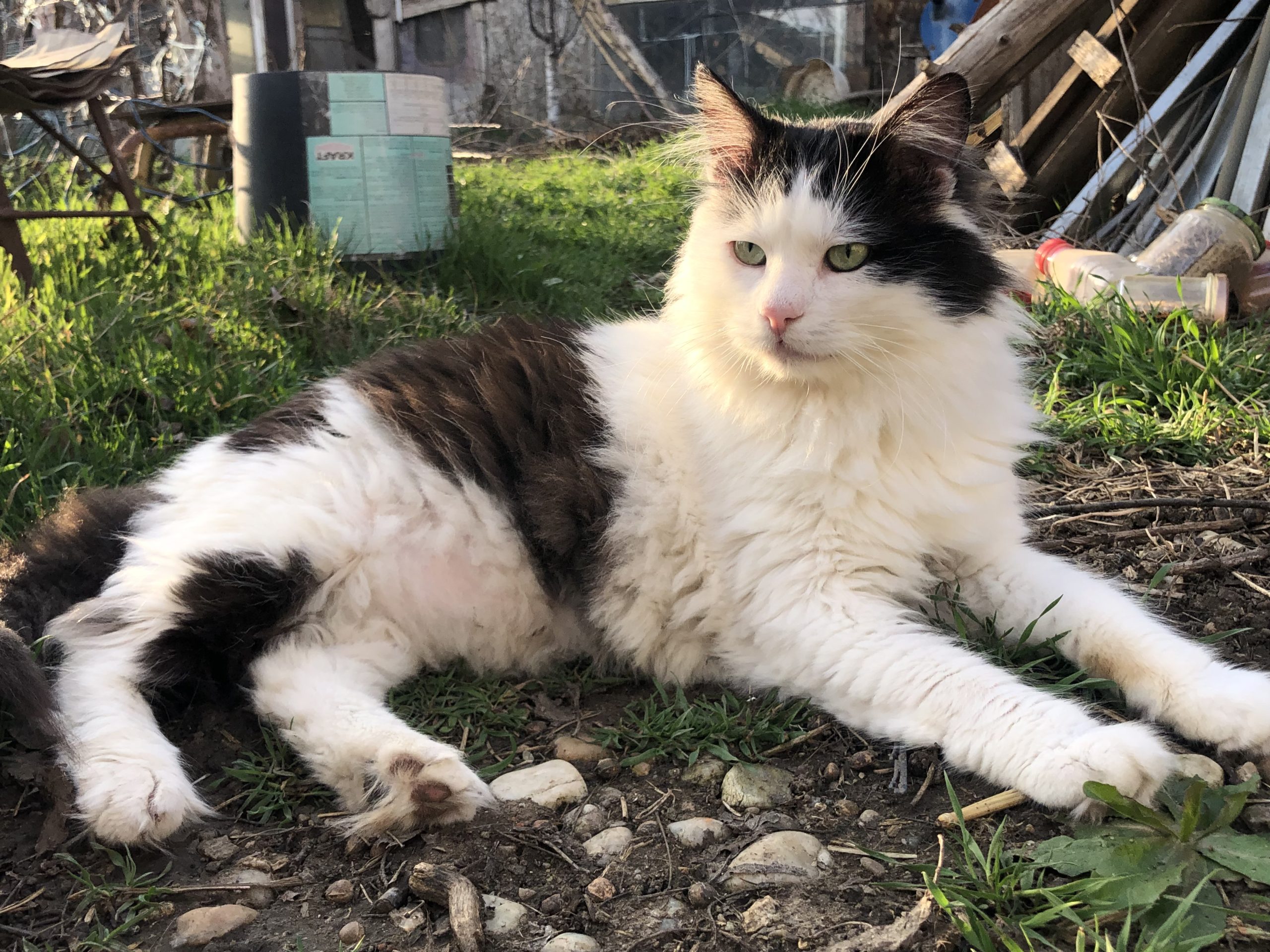 Louie adora oamenii