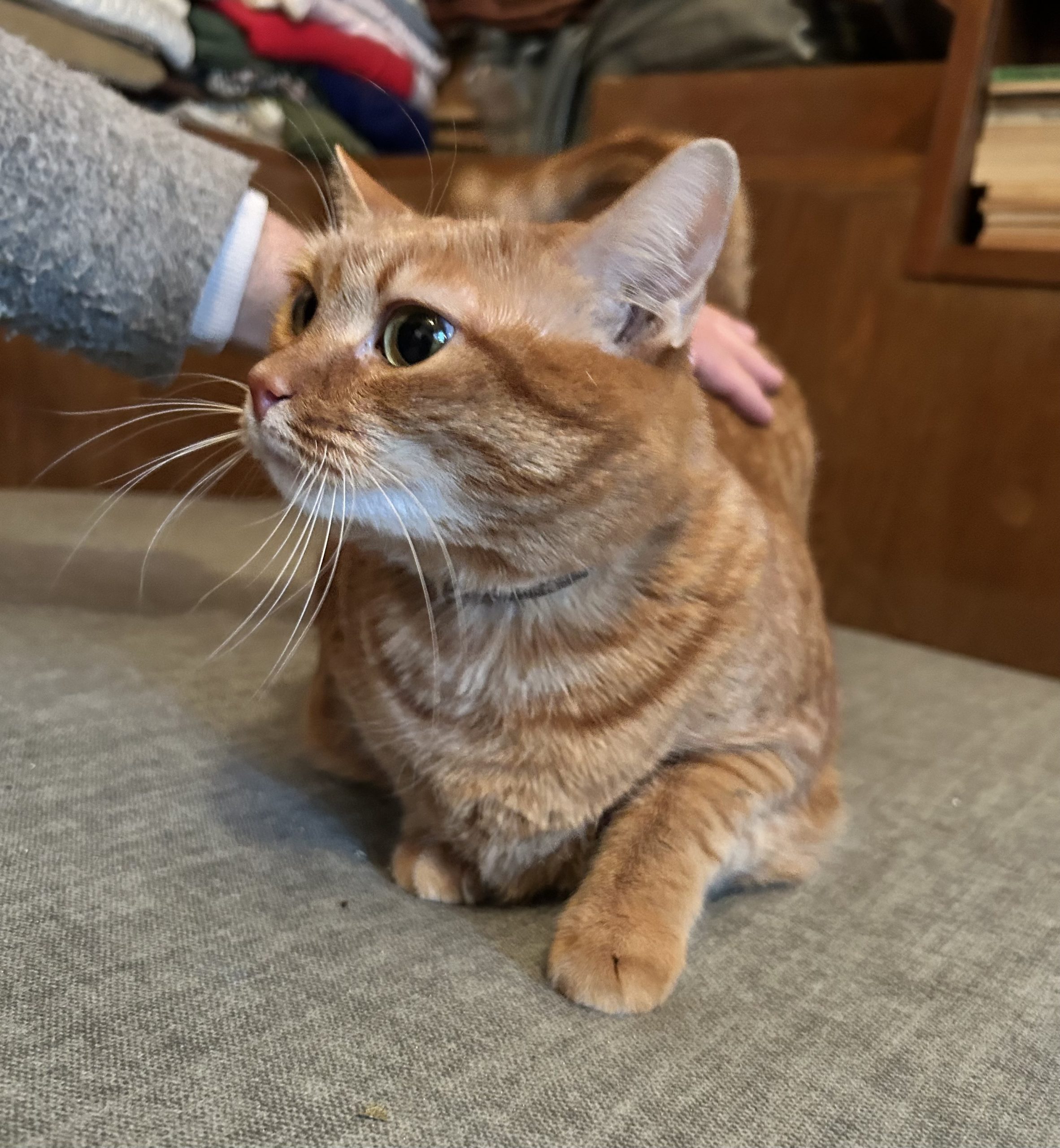 Mitzi cauta stapan iubitor