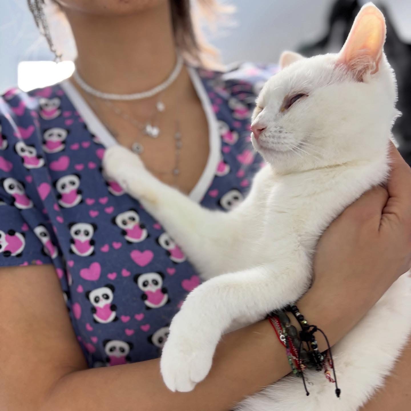 Două inimi, un singur drum: Toph și Zuko au nevoie de o casă! ❤️🐾