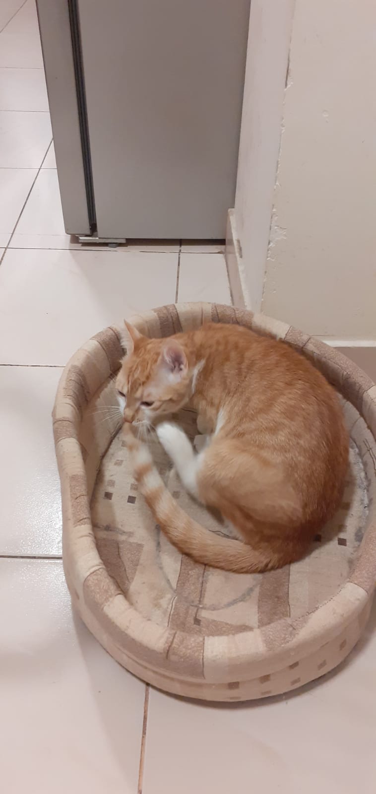 Pisici adorabile de 7 luni caută cămin iubitor!