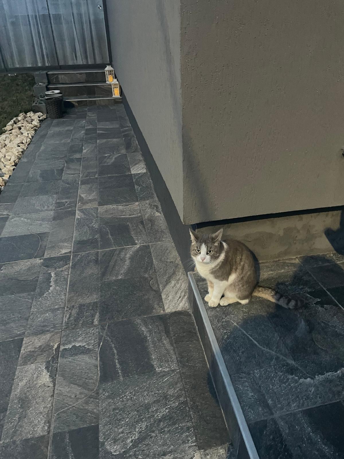 Ofer spre adoptie o pisica 3 ani, sterilizata