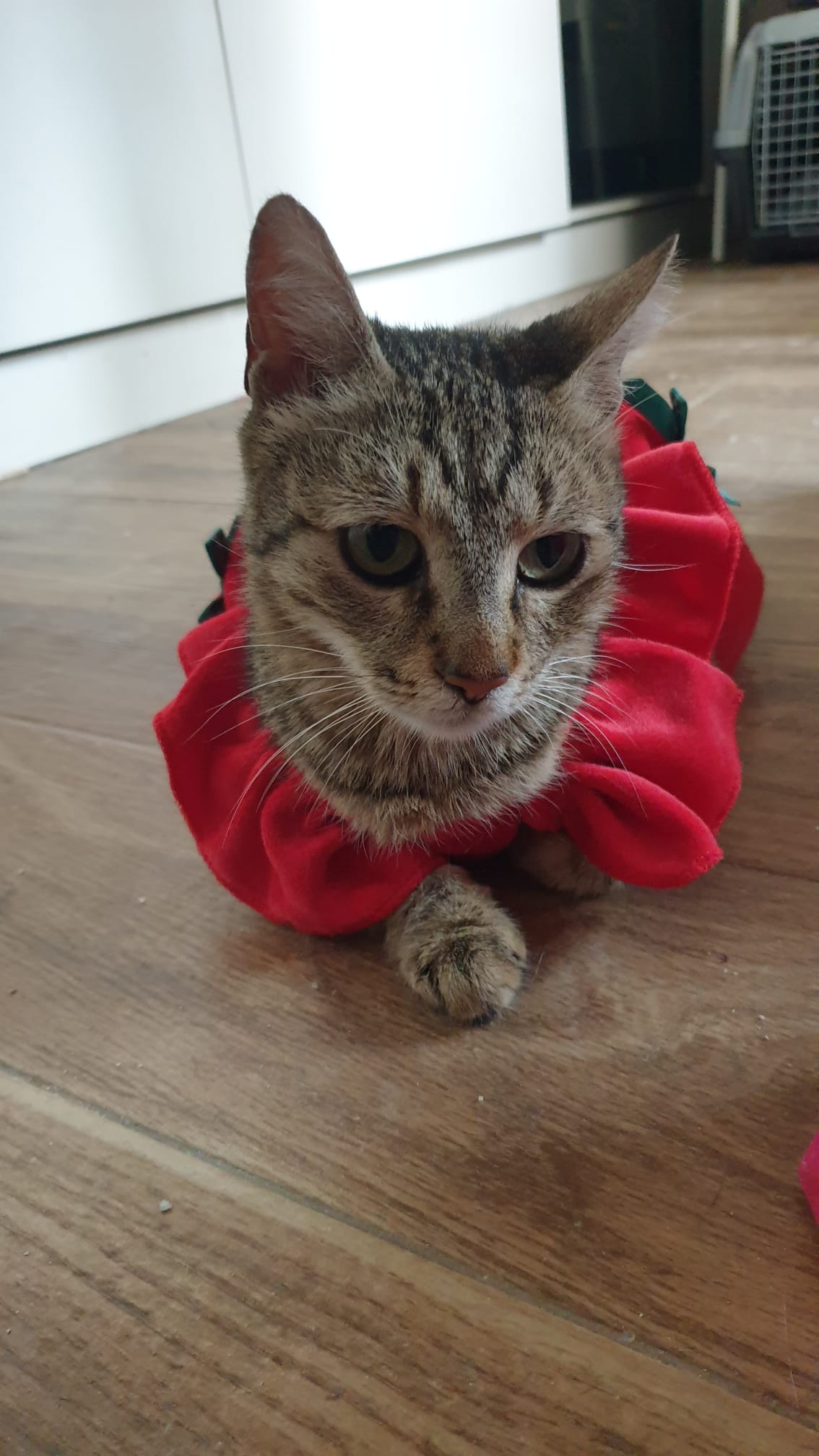 Adoptie pisica superba, gratioasa, sterilizata