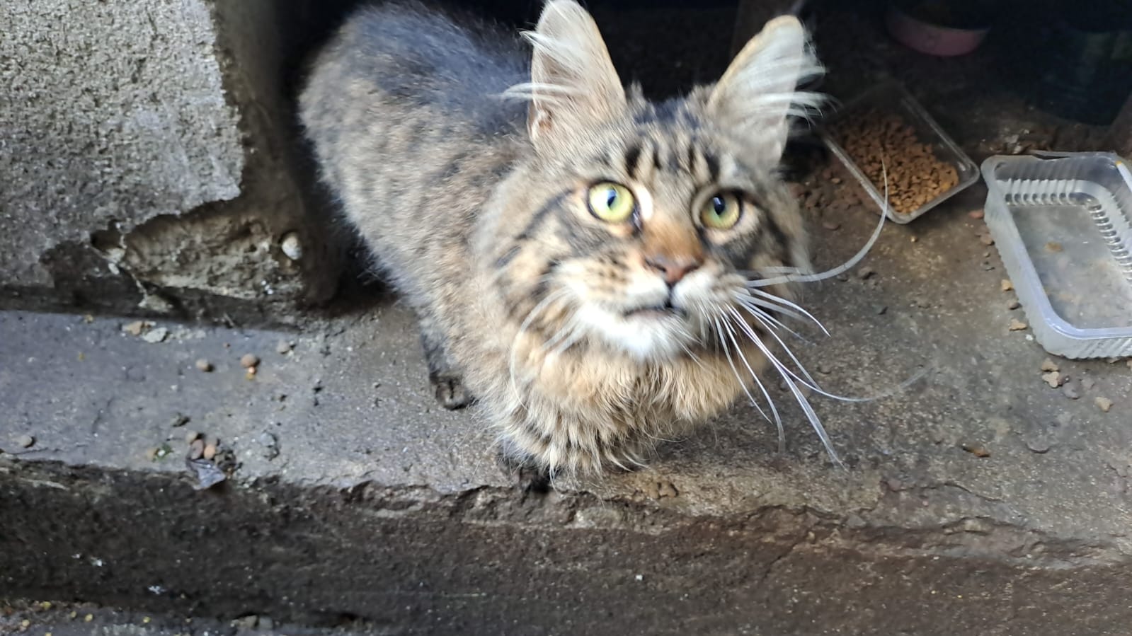 Ozy- pisoi abandonat in curtea blocului