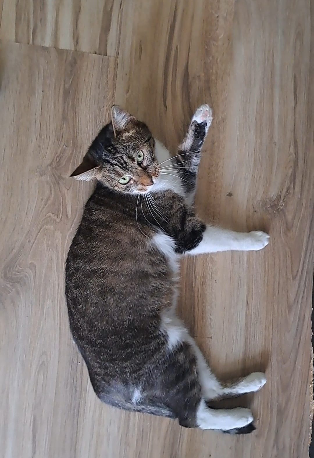Steluta