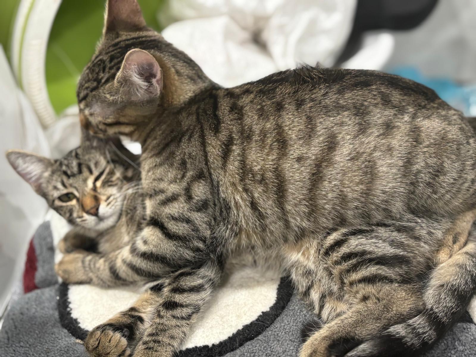 Freddy & Tilly