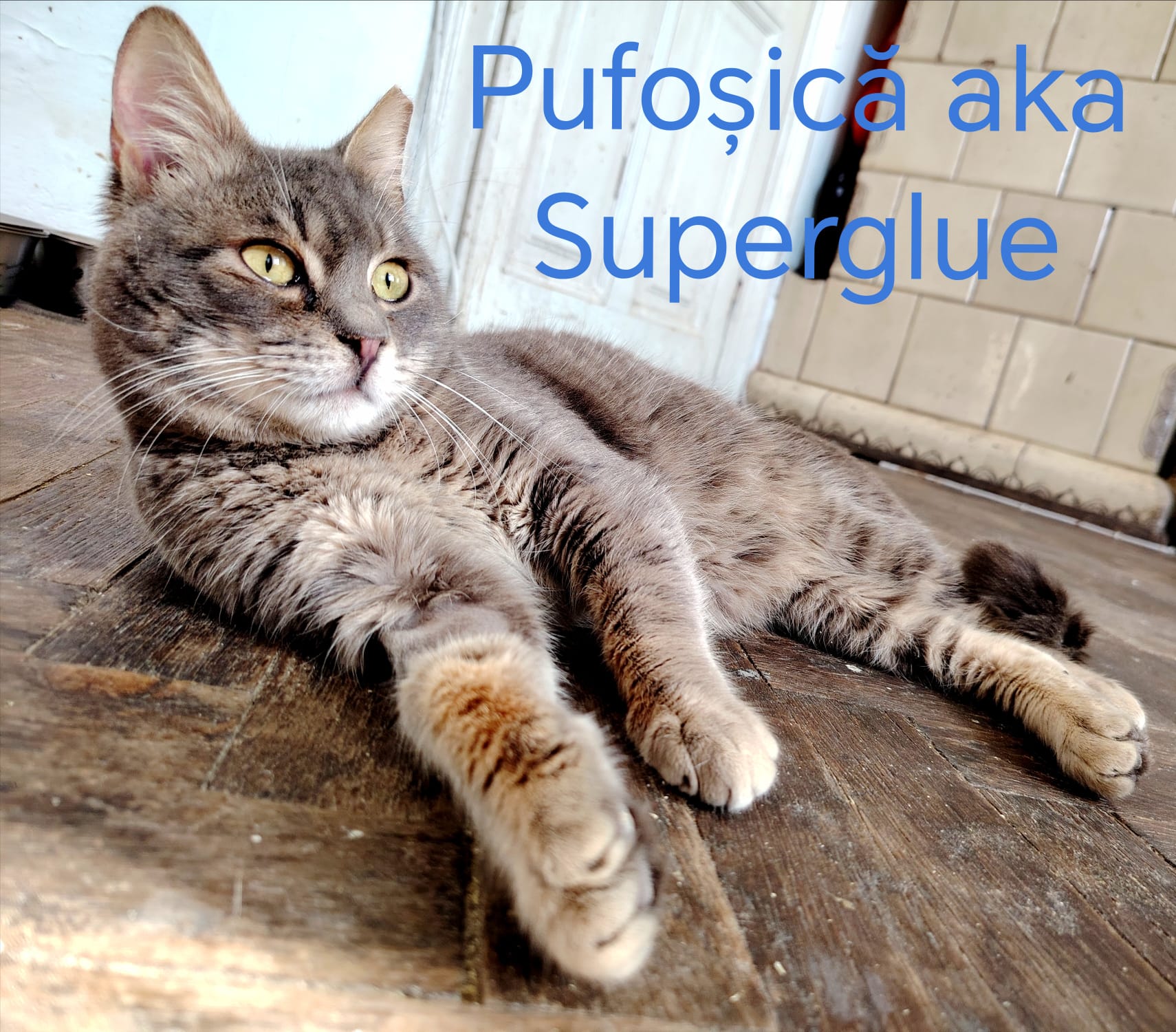 Pufosică, cel mai iubăreț si jucăuș motănel