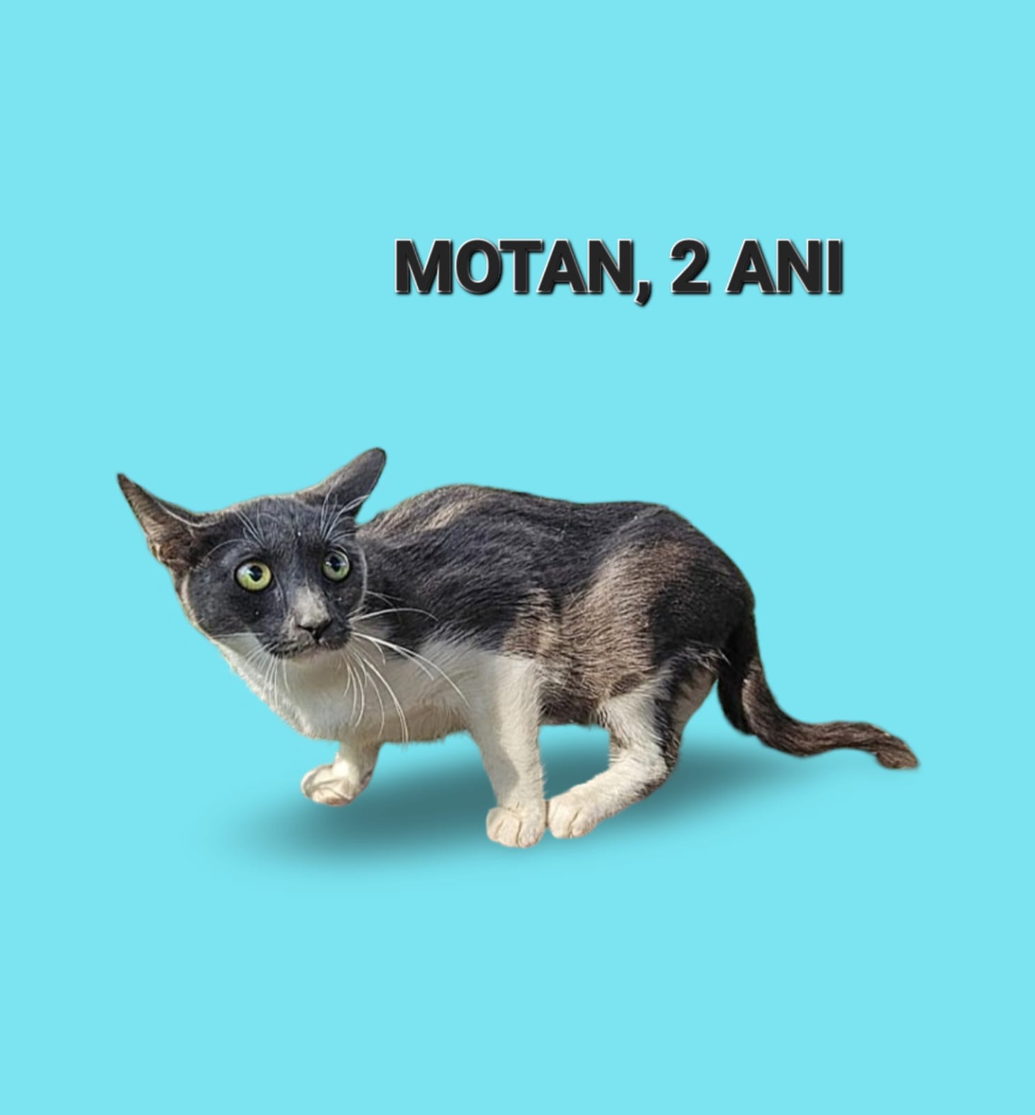 Motănei sterilizați și deparazitați București