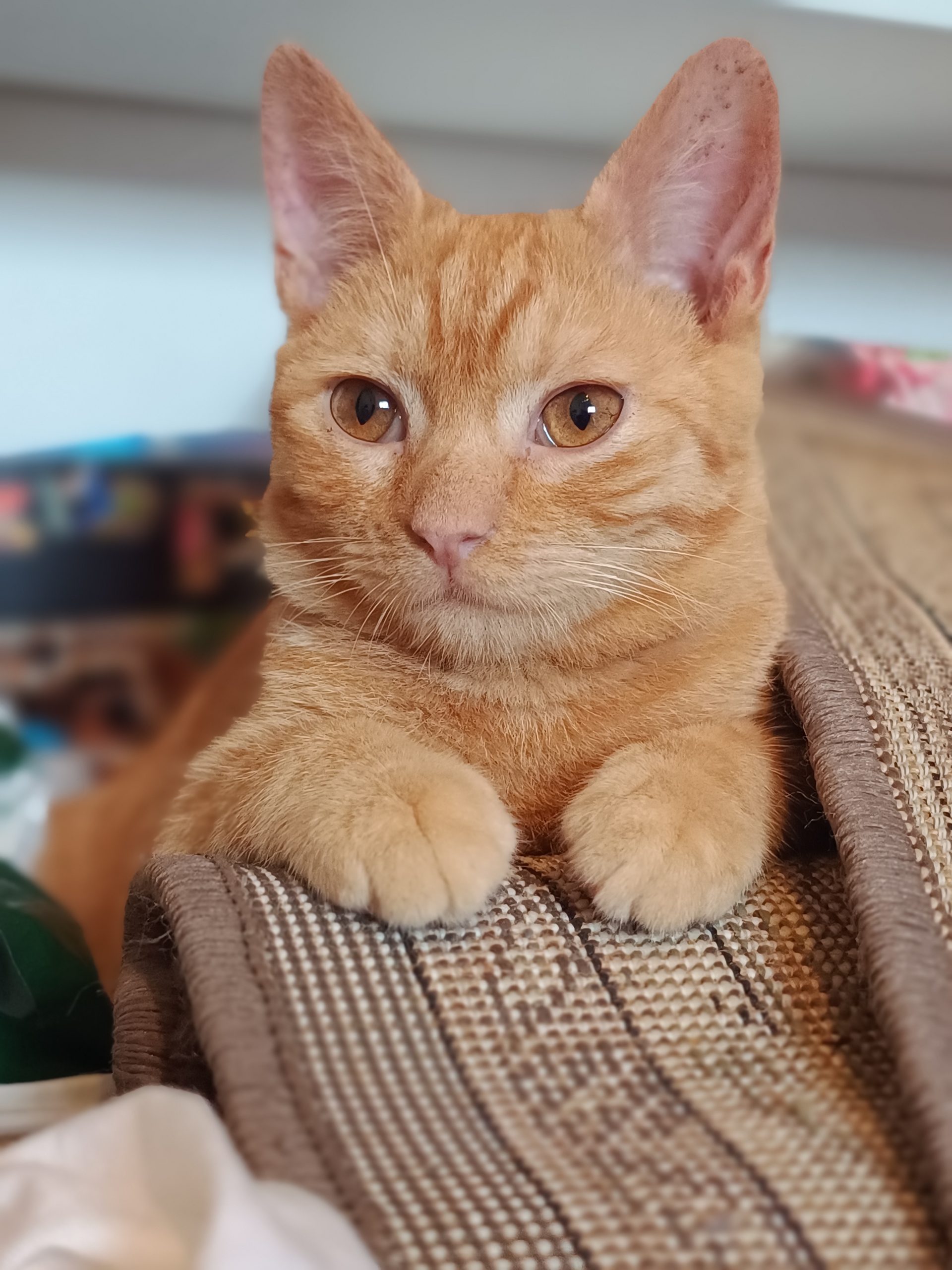 Pui pisica pentru adoptie