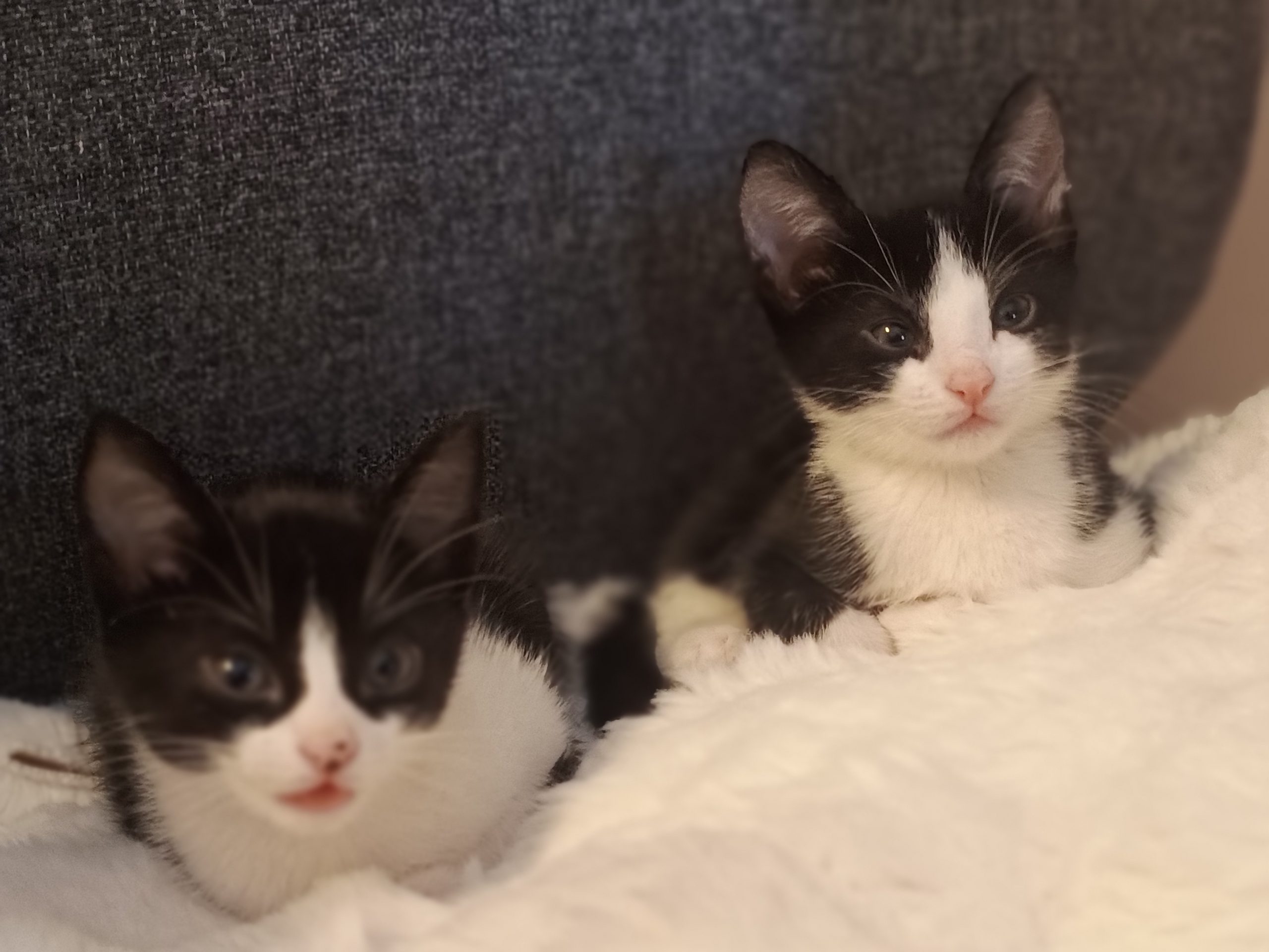 4 pui de pisica își caută familii