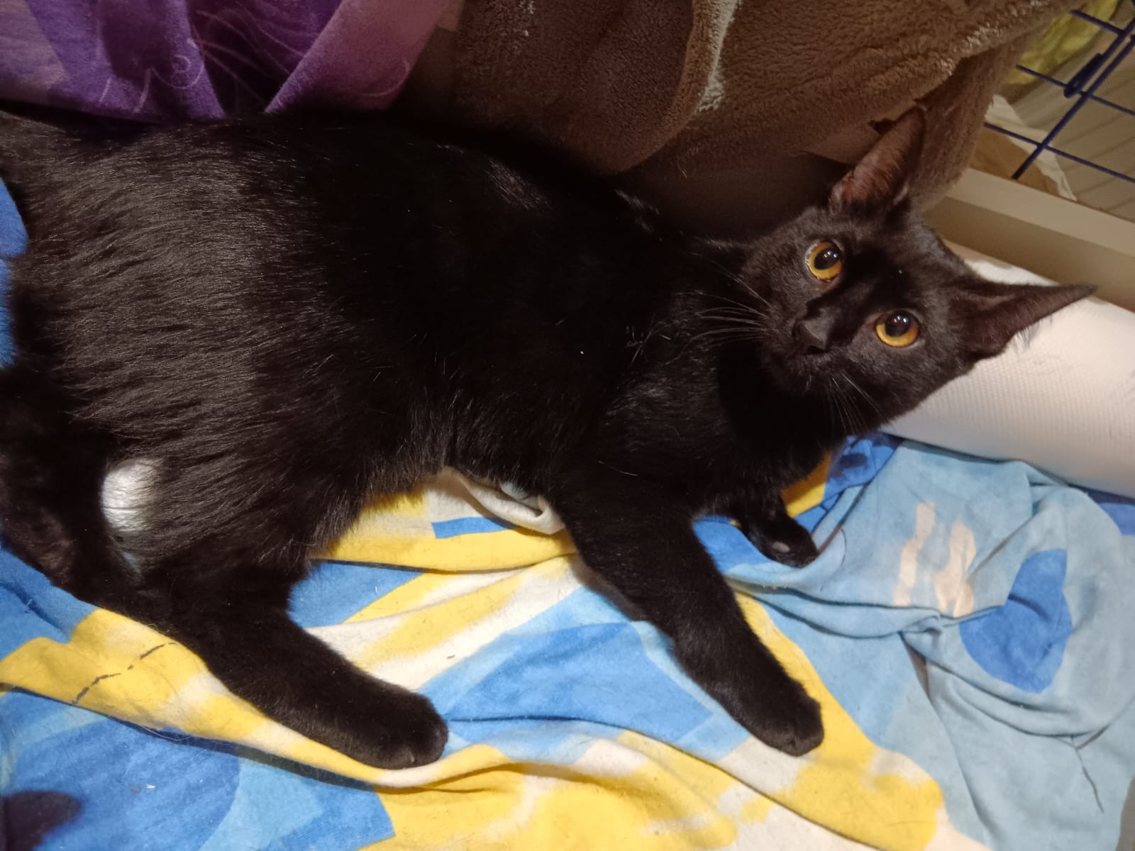Adoptie pisica neagra castrata Negruta