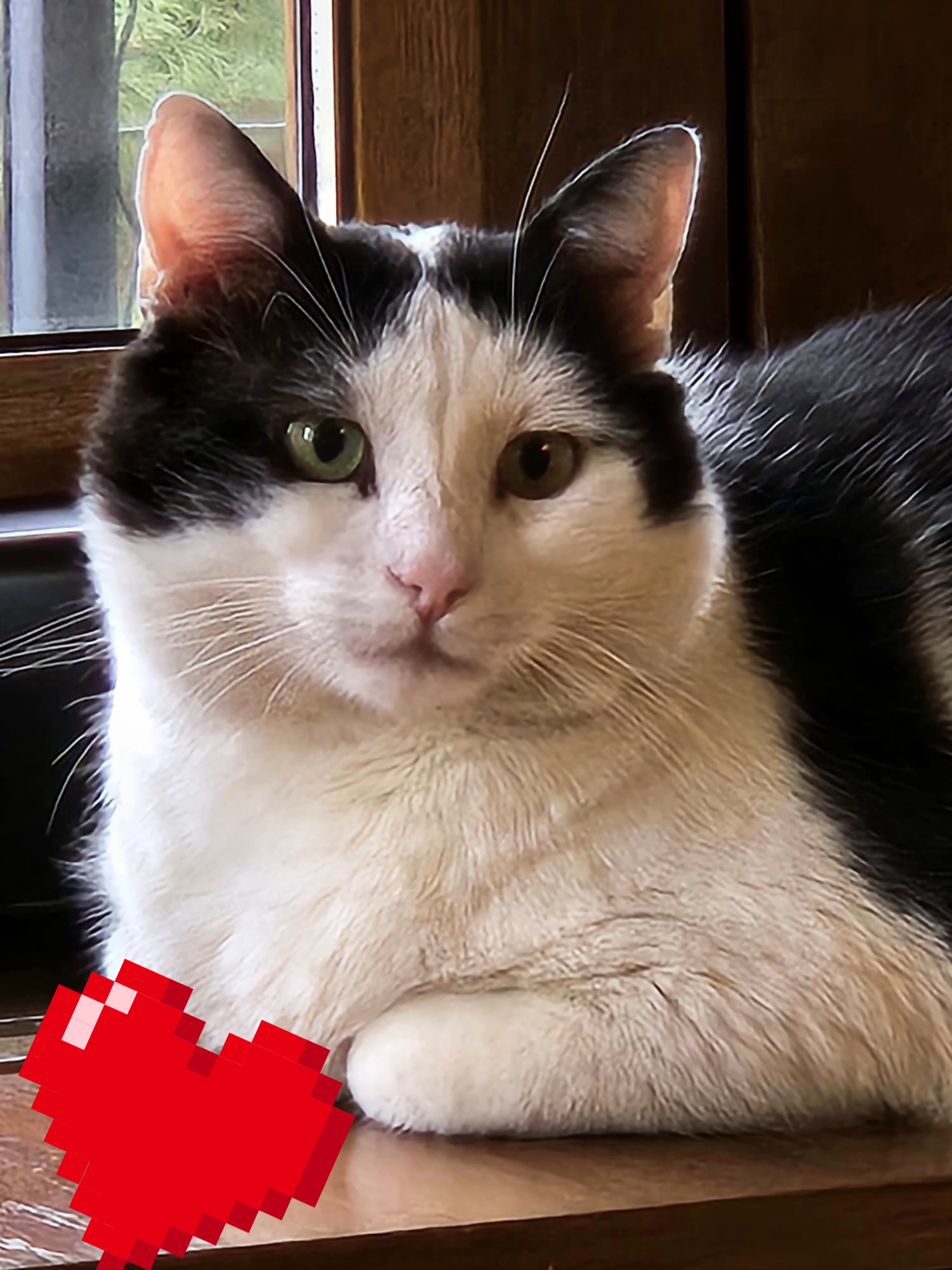 Adoptie motan Hellas