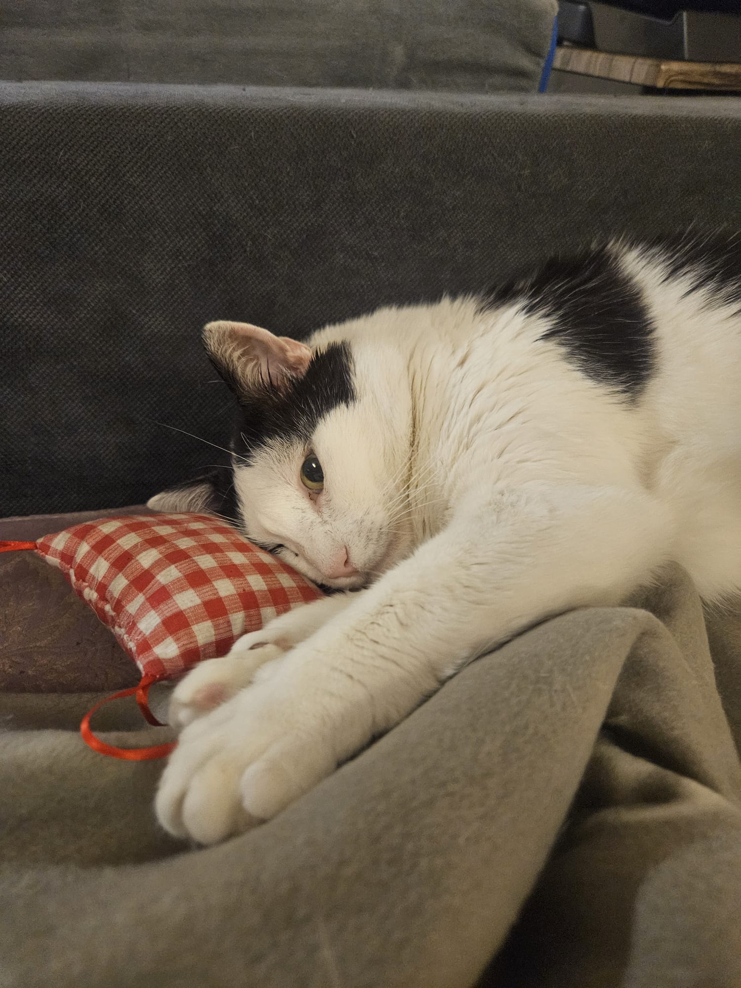 Adoptie motan alb negru Hellas