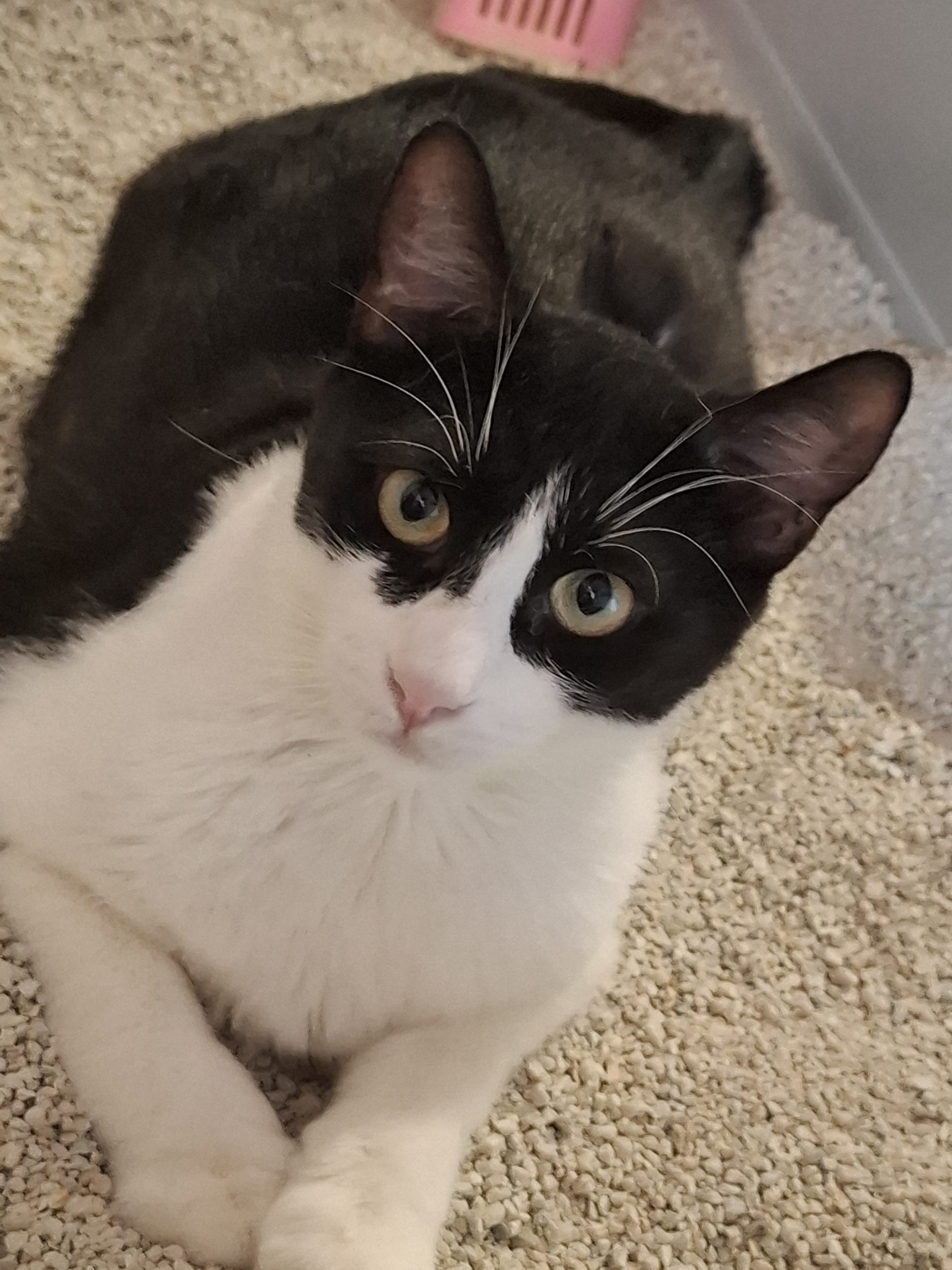 Adoptie motan castrat Apollo