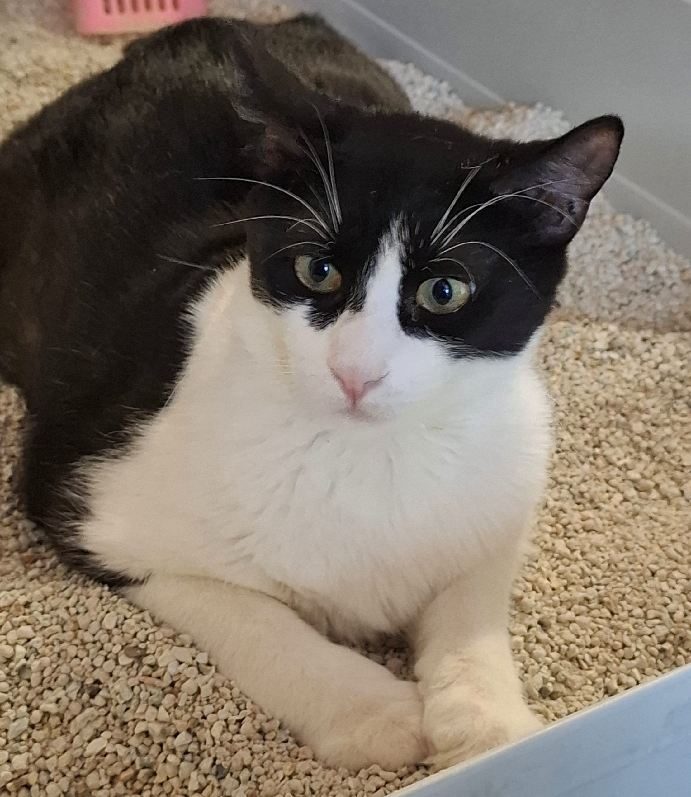 Adoptie motan castrat Apollo
