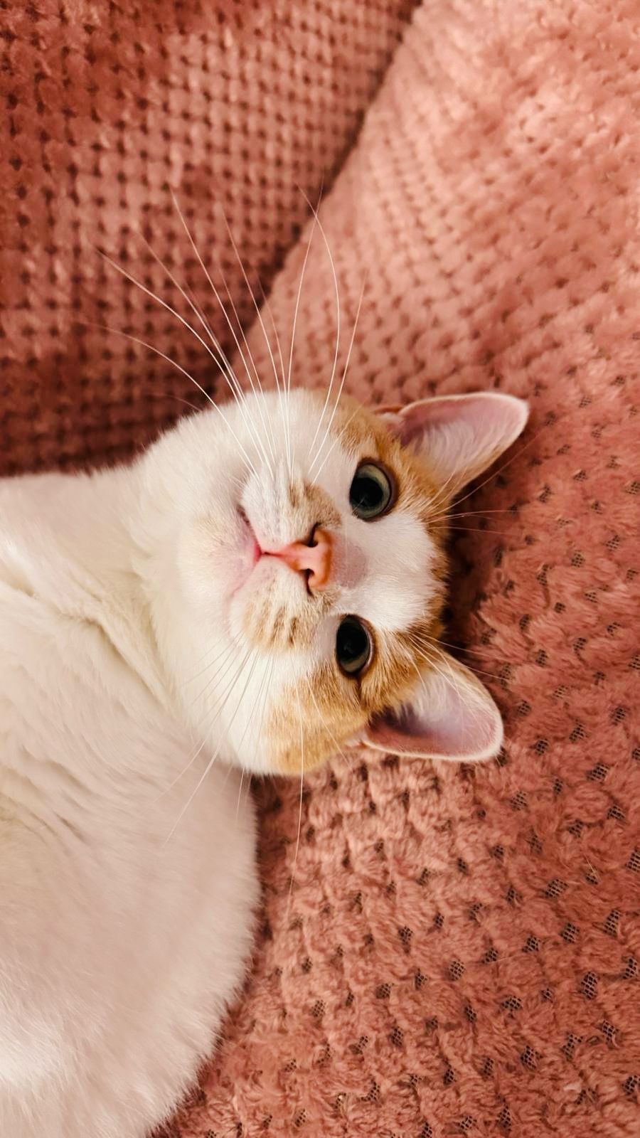 Adoptie pisica calico Mia