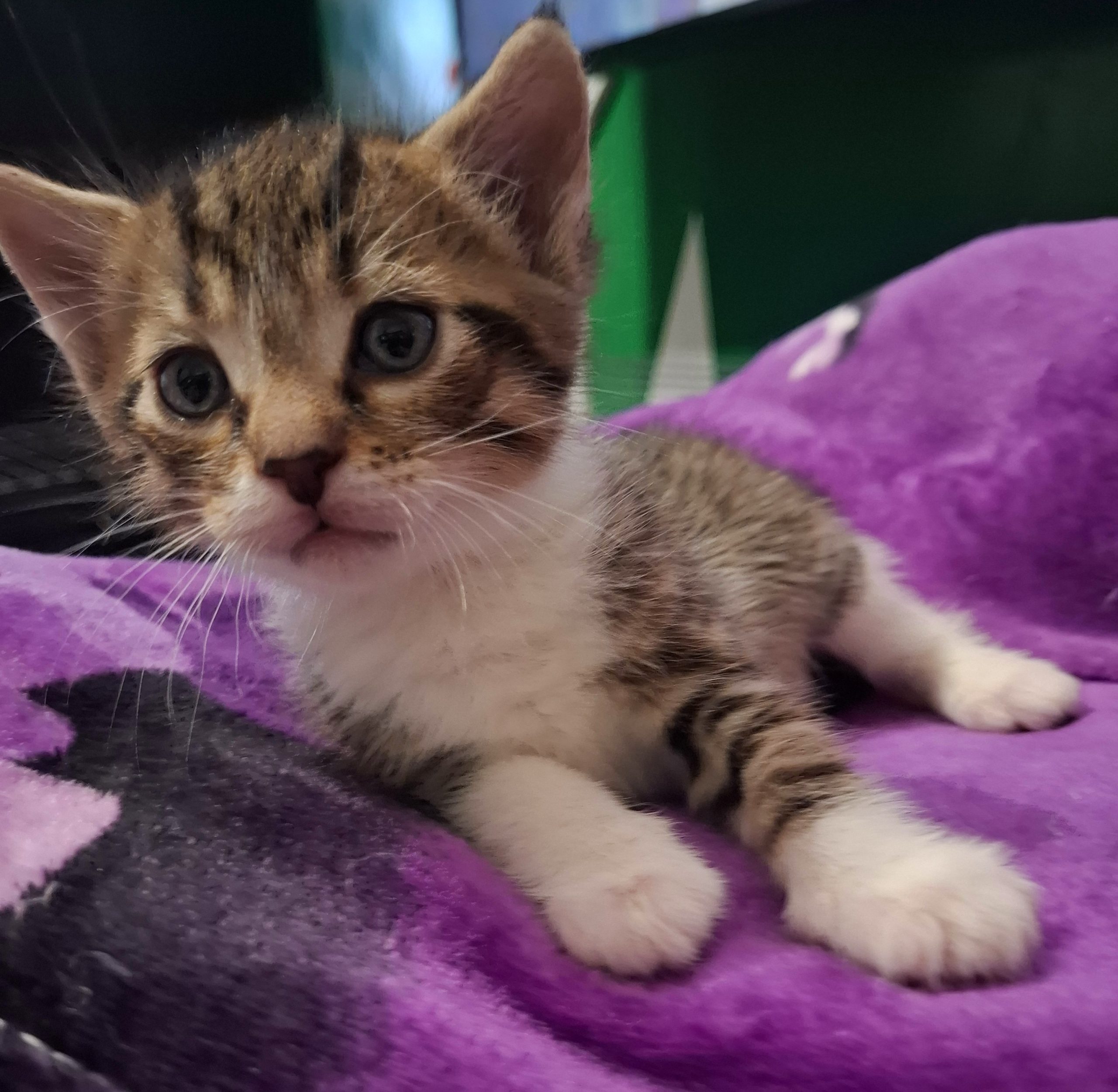 Adoptie pui de pisica Tipografila