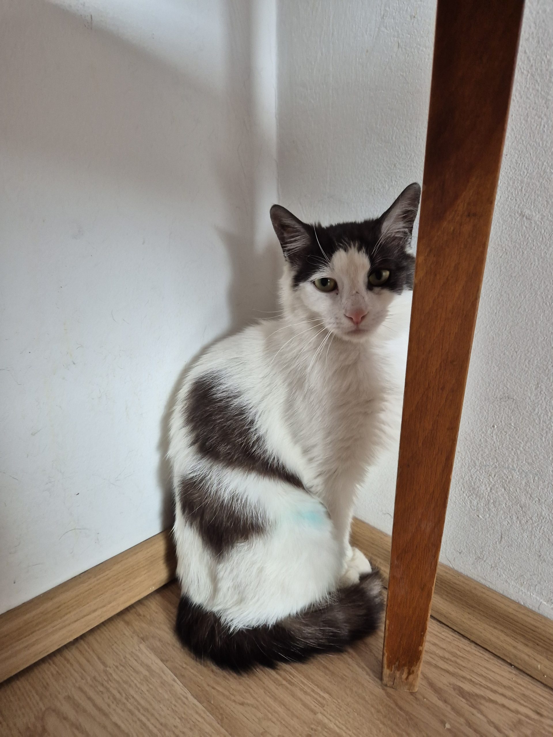Pisica de adoptat