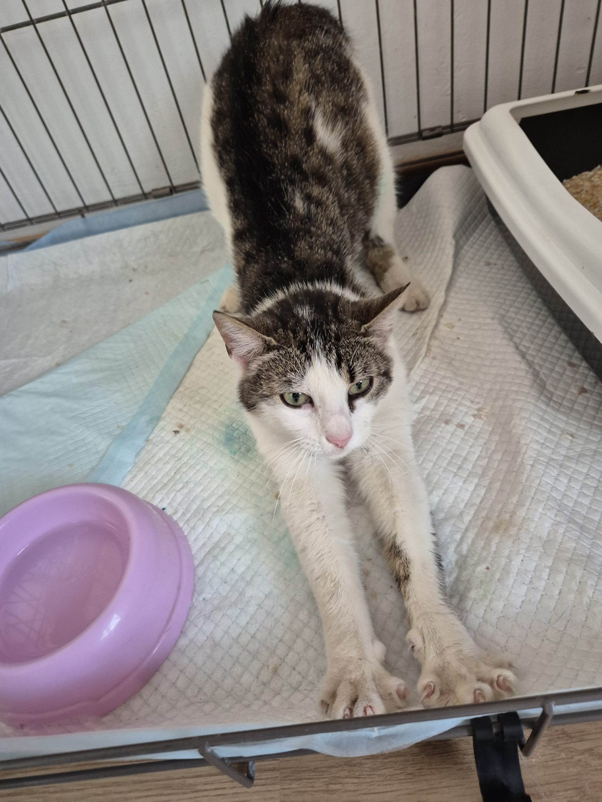 Cuplu de adoptat