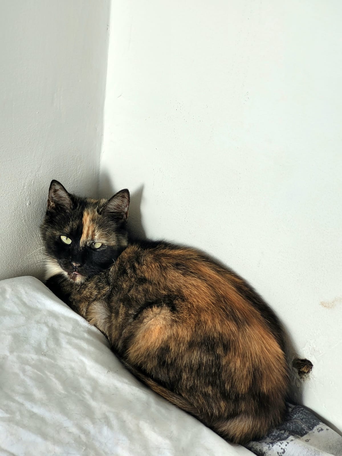 Tortie de adoptat