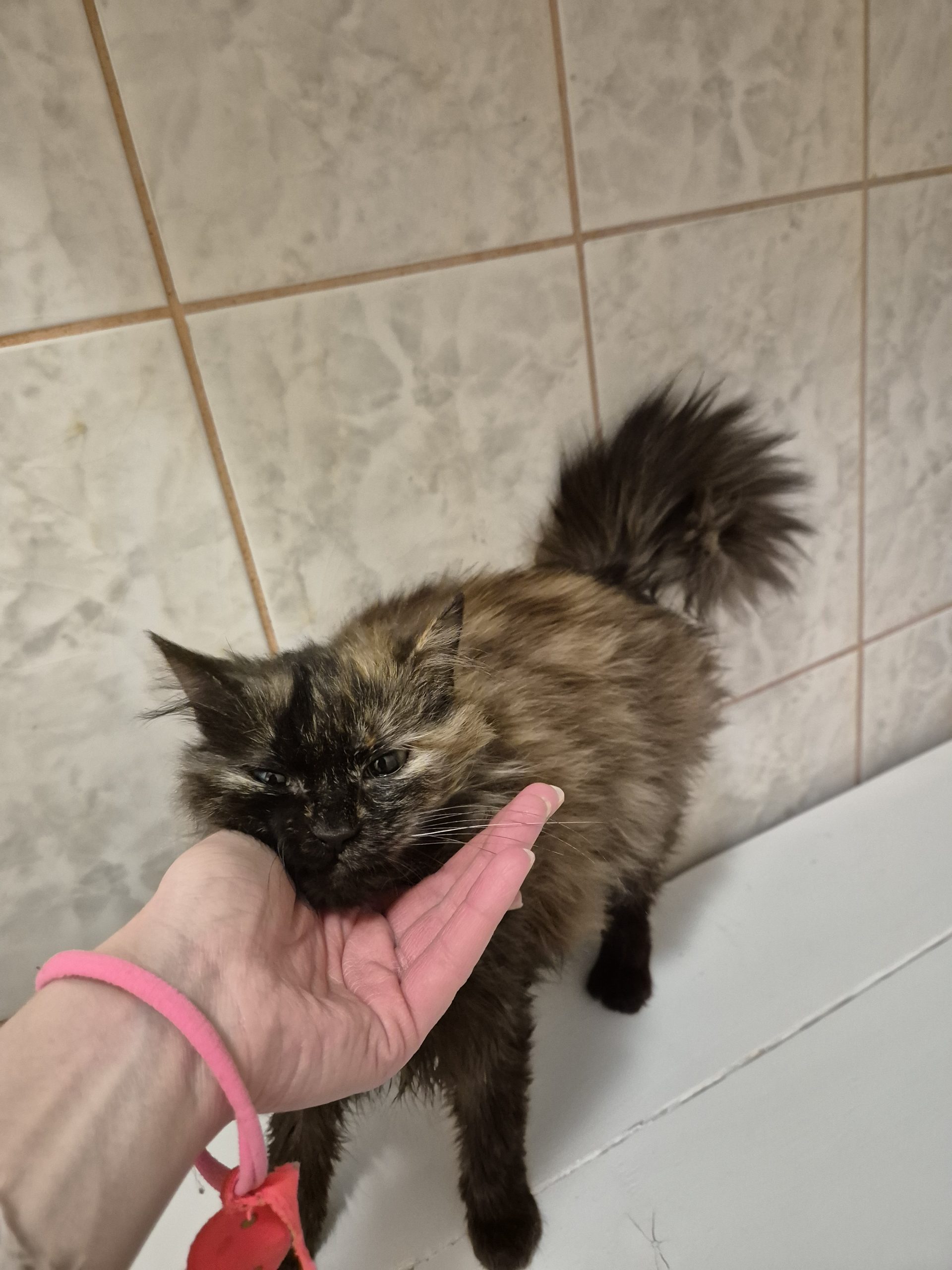 Veve pt adoptie