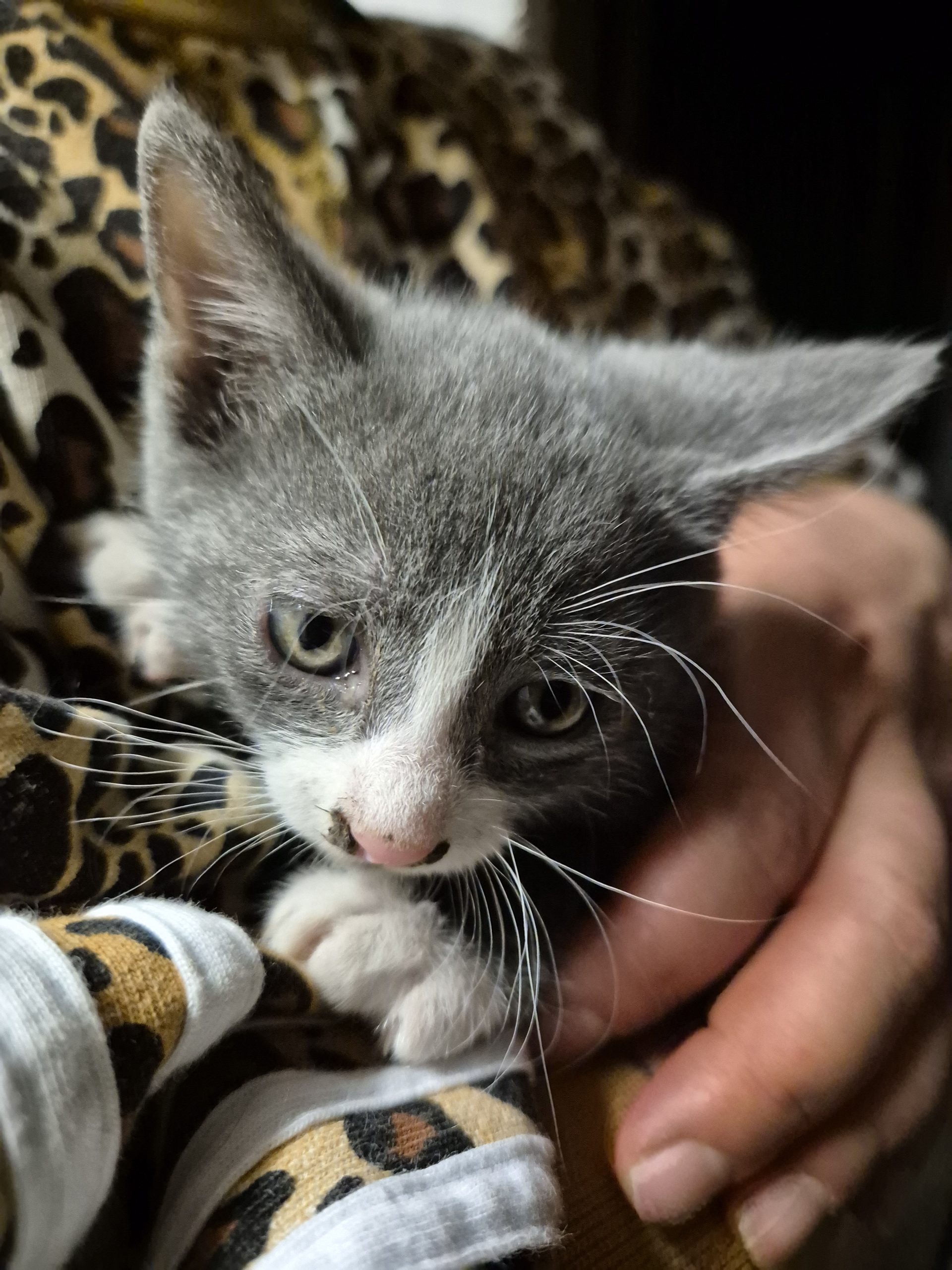 Pisic de adoptat